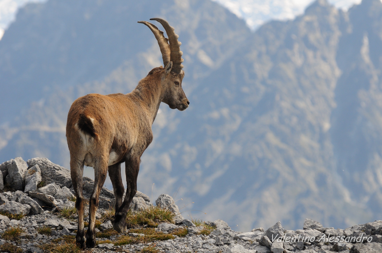 Ibex border