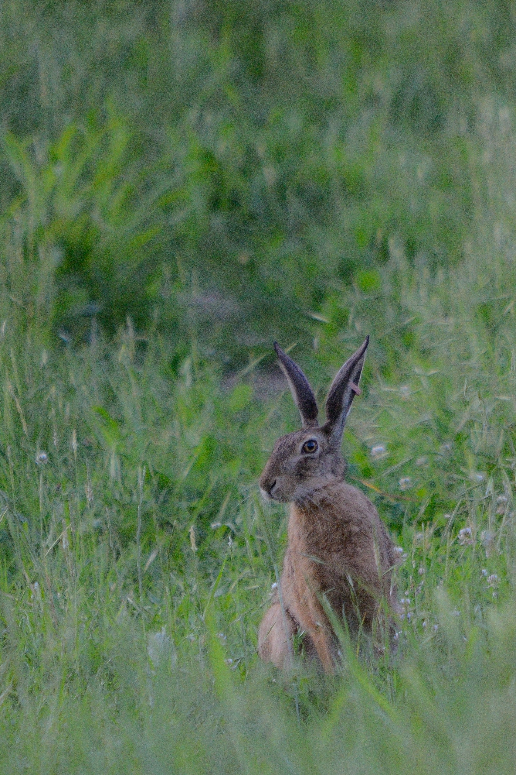 Hare