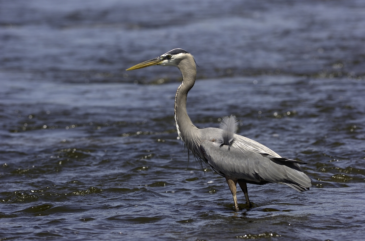 great blue heron