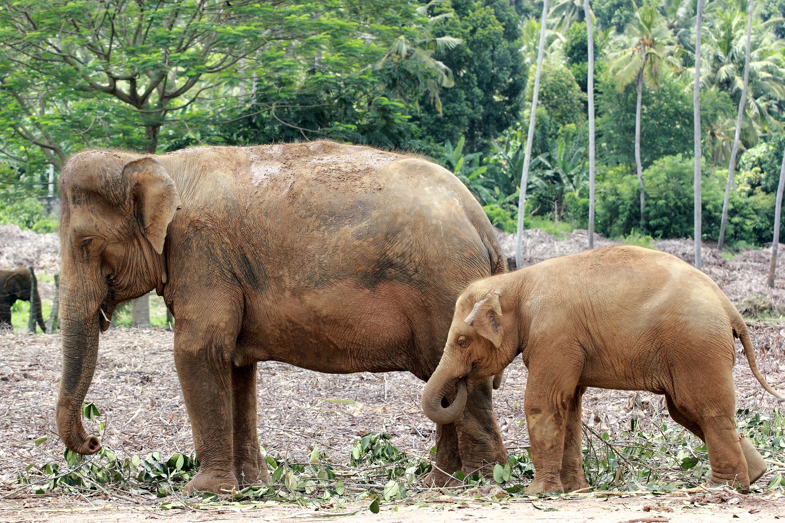 Son tutte belle le mamme del mondo..