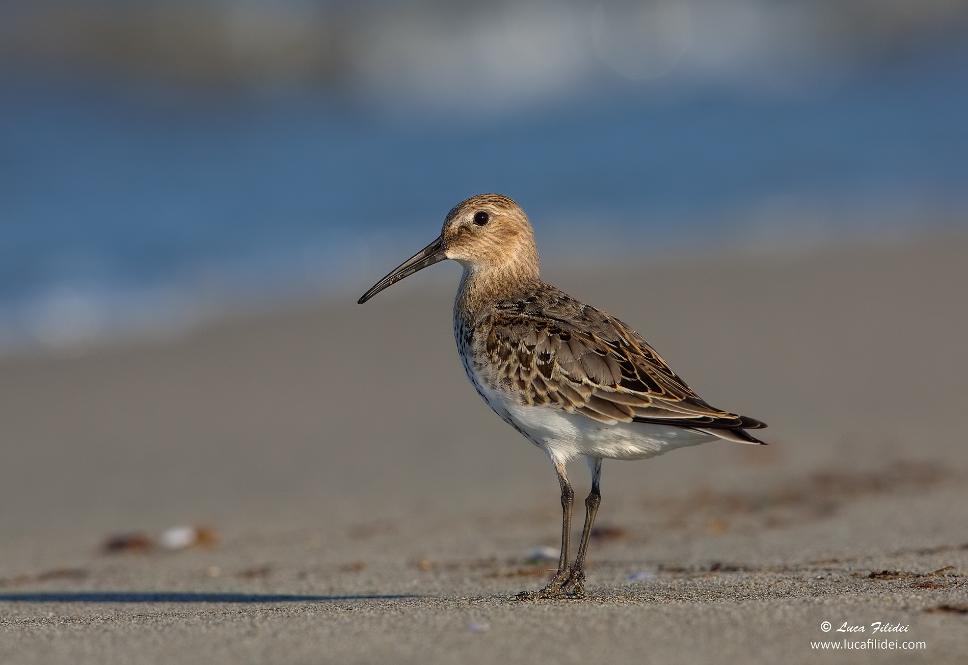 Piovanello Pancia Nera