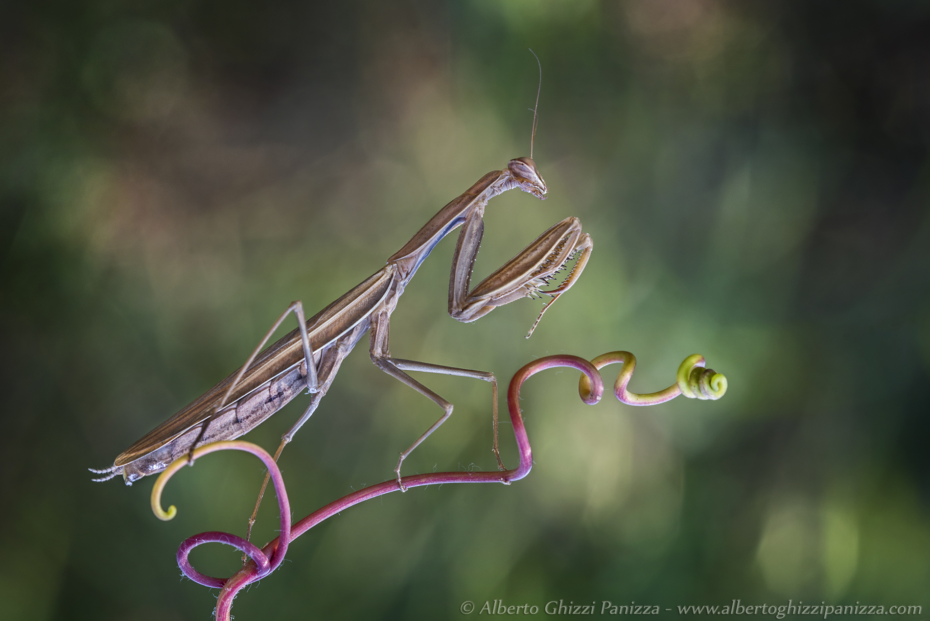 Mantide equilibrista