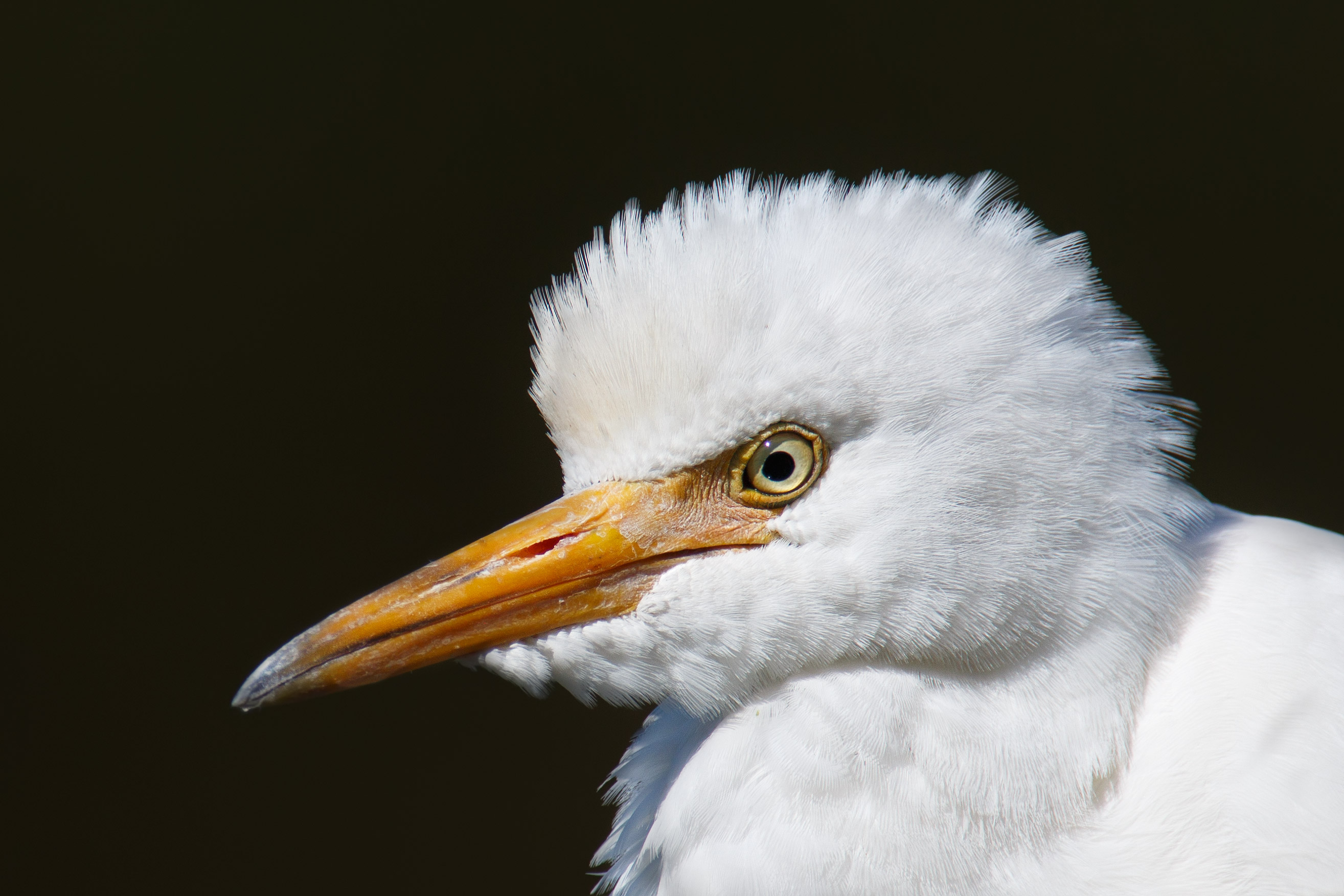Airone guardabuoi juvenes