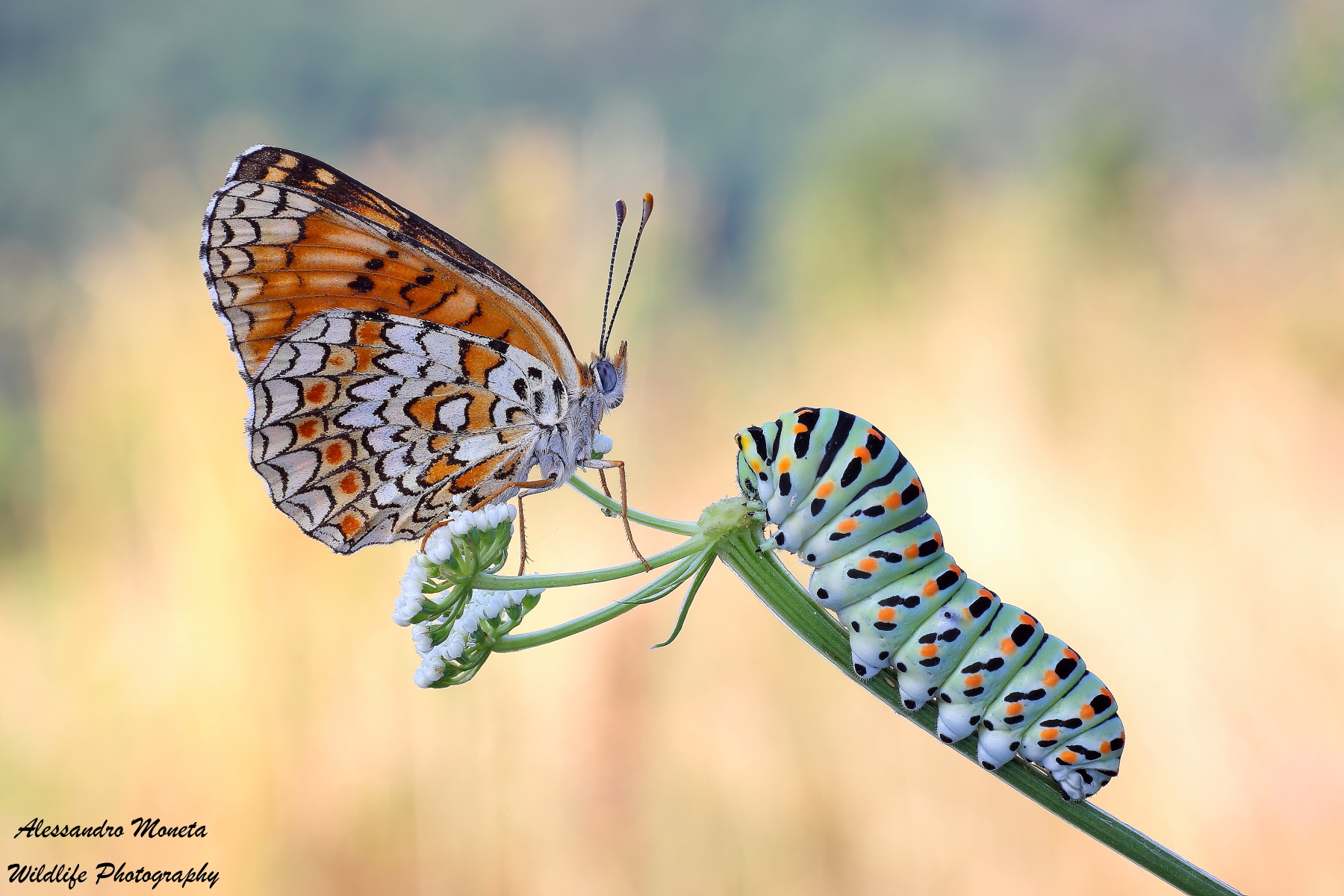 Guess who's coming to dinner