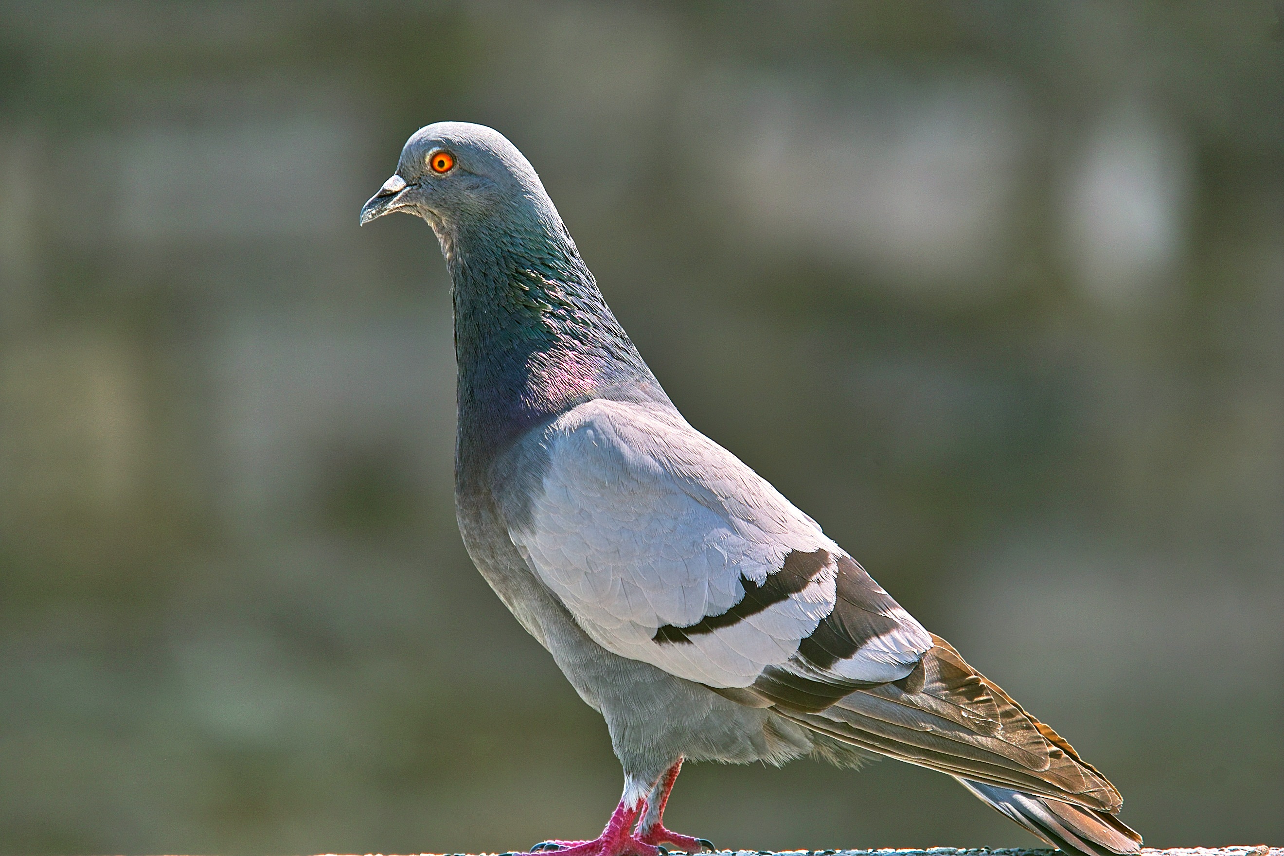A day at the lake ...