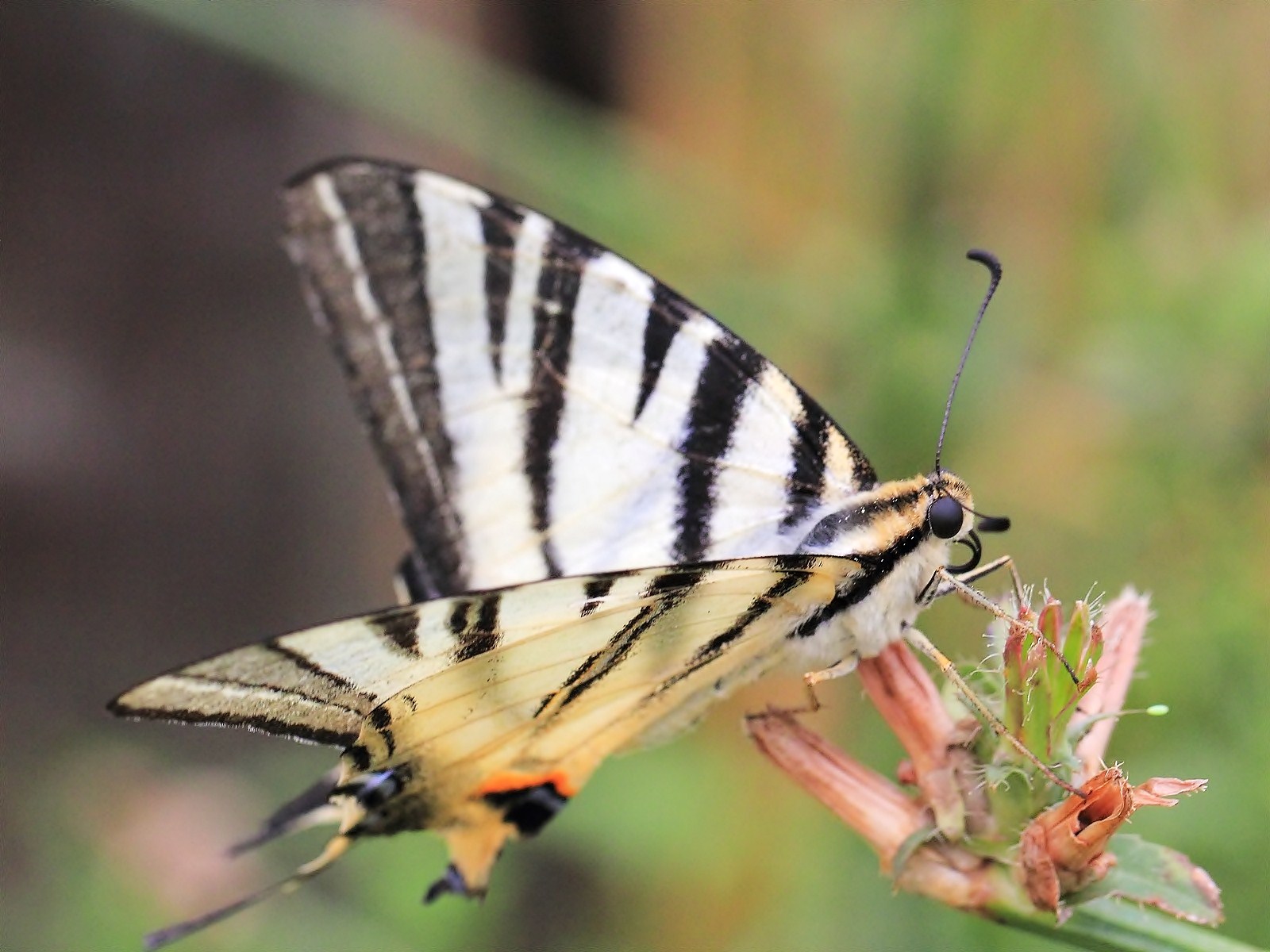 Machaon