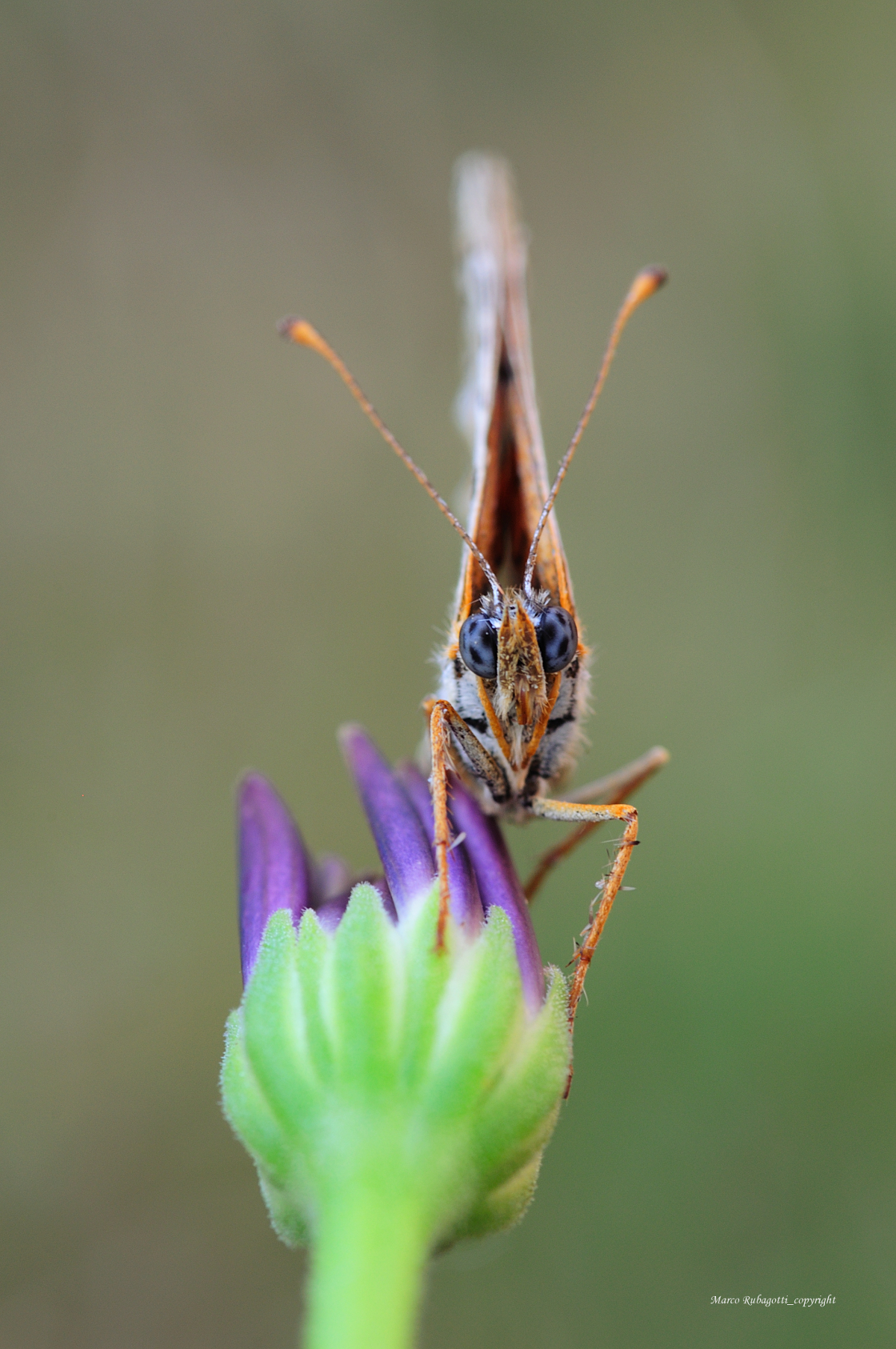 Melitaea Didyma_1