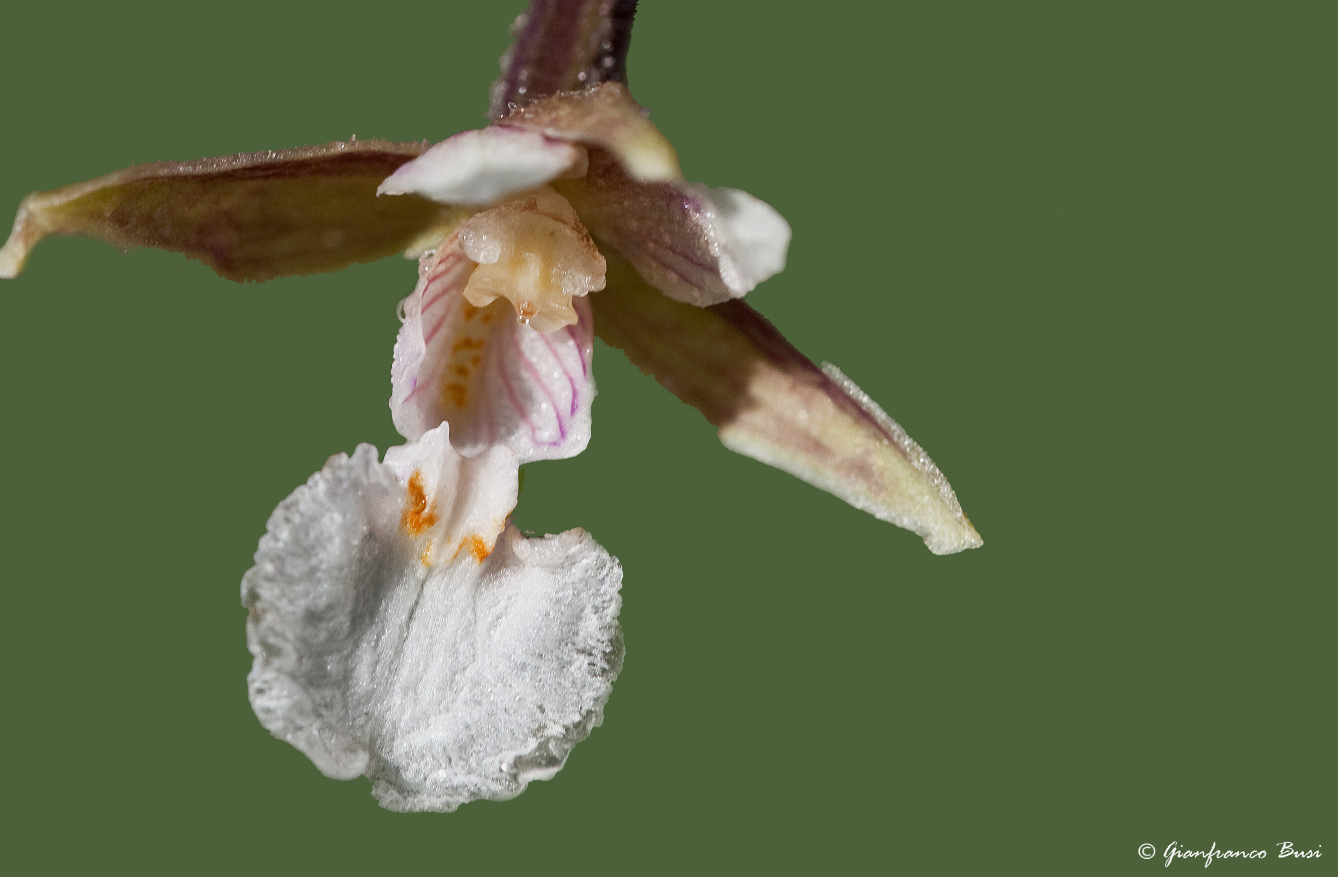 epipactis palustris 2