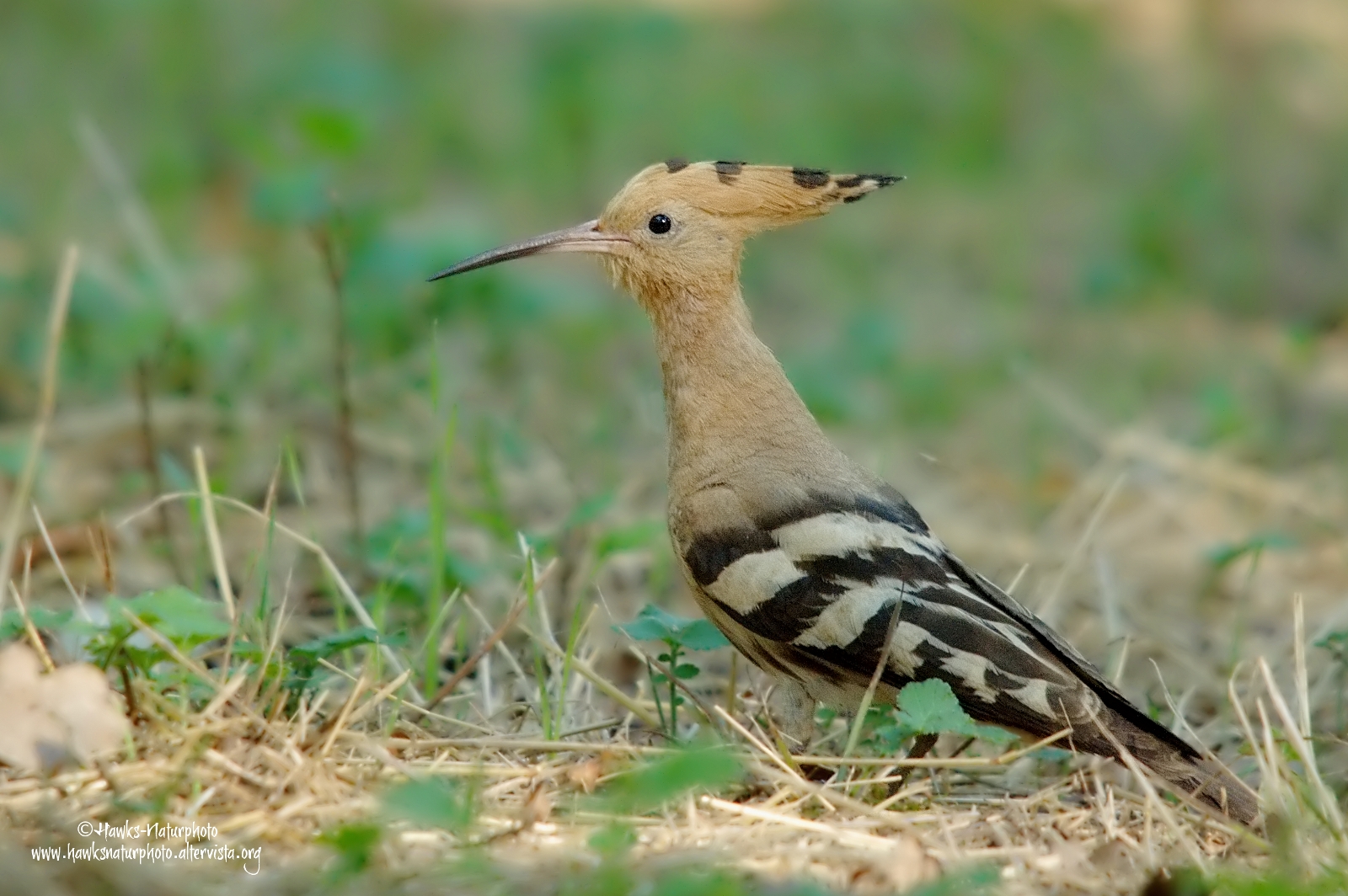Hoopoe