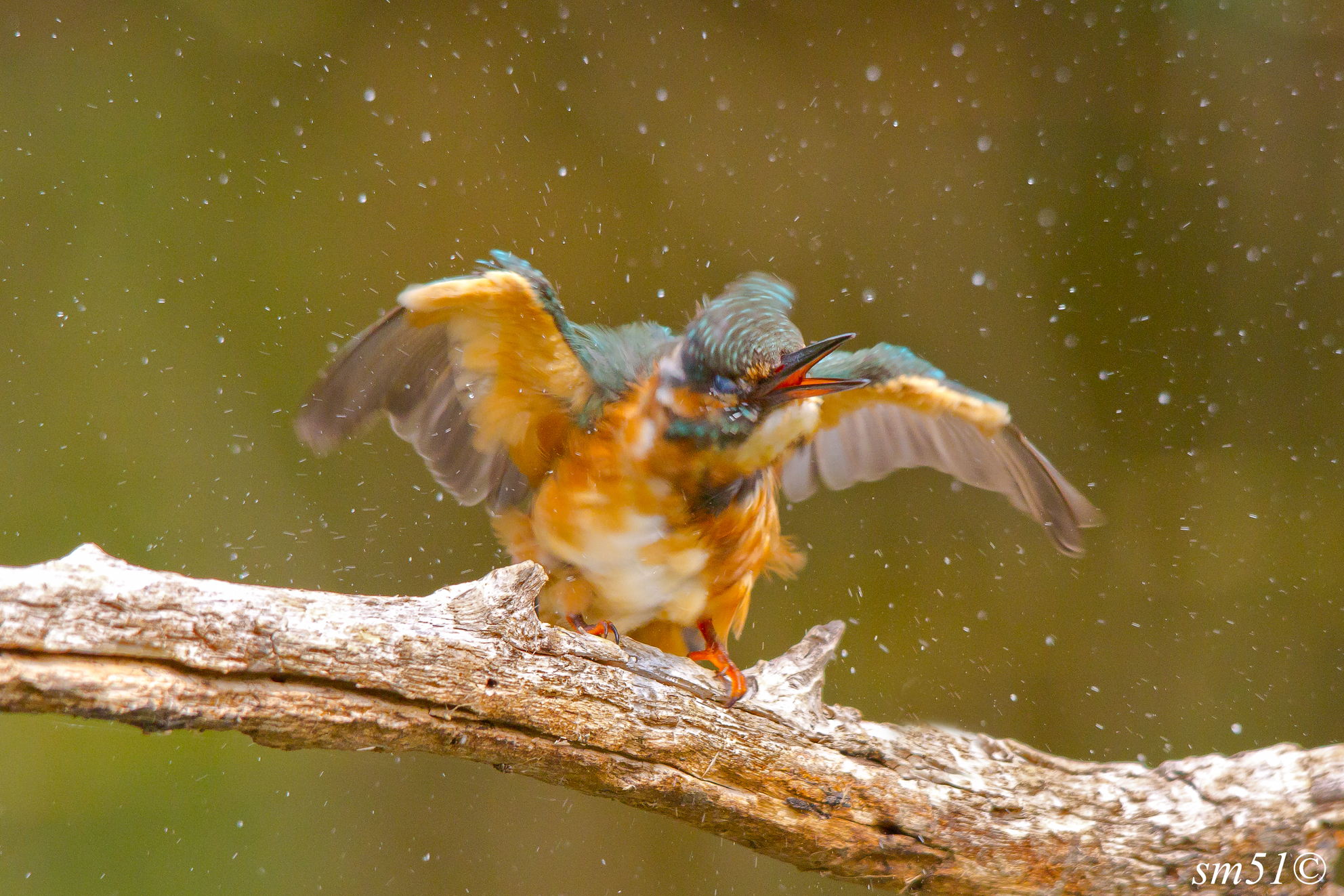 Martina after the bath