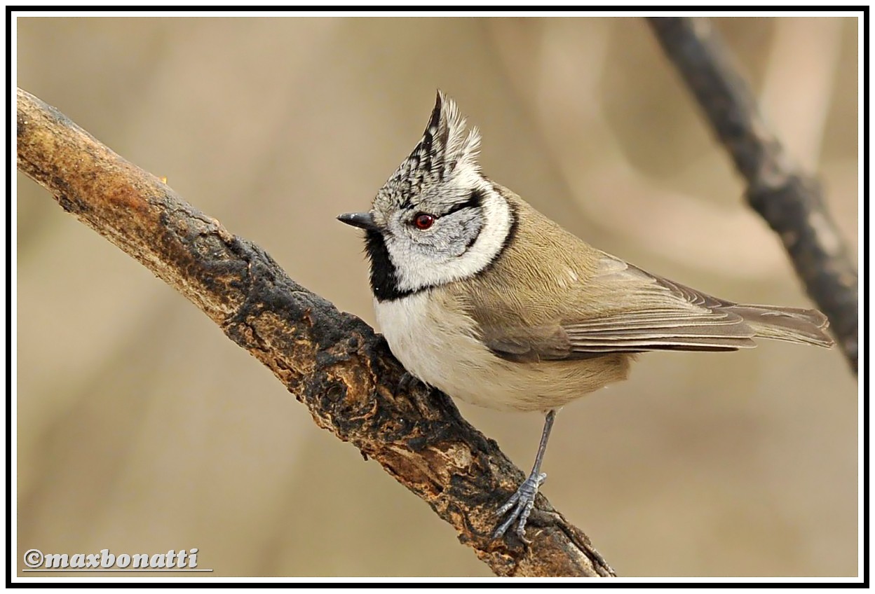 Crested Tit