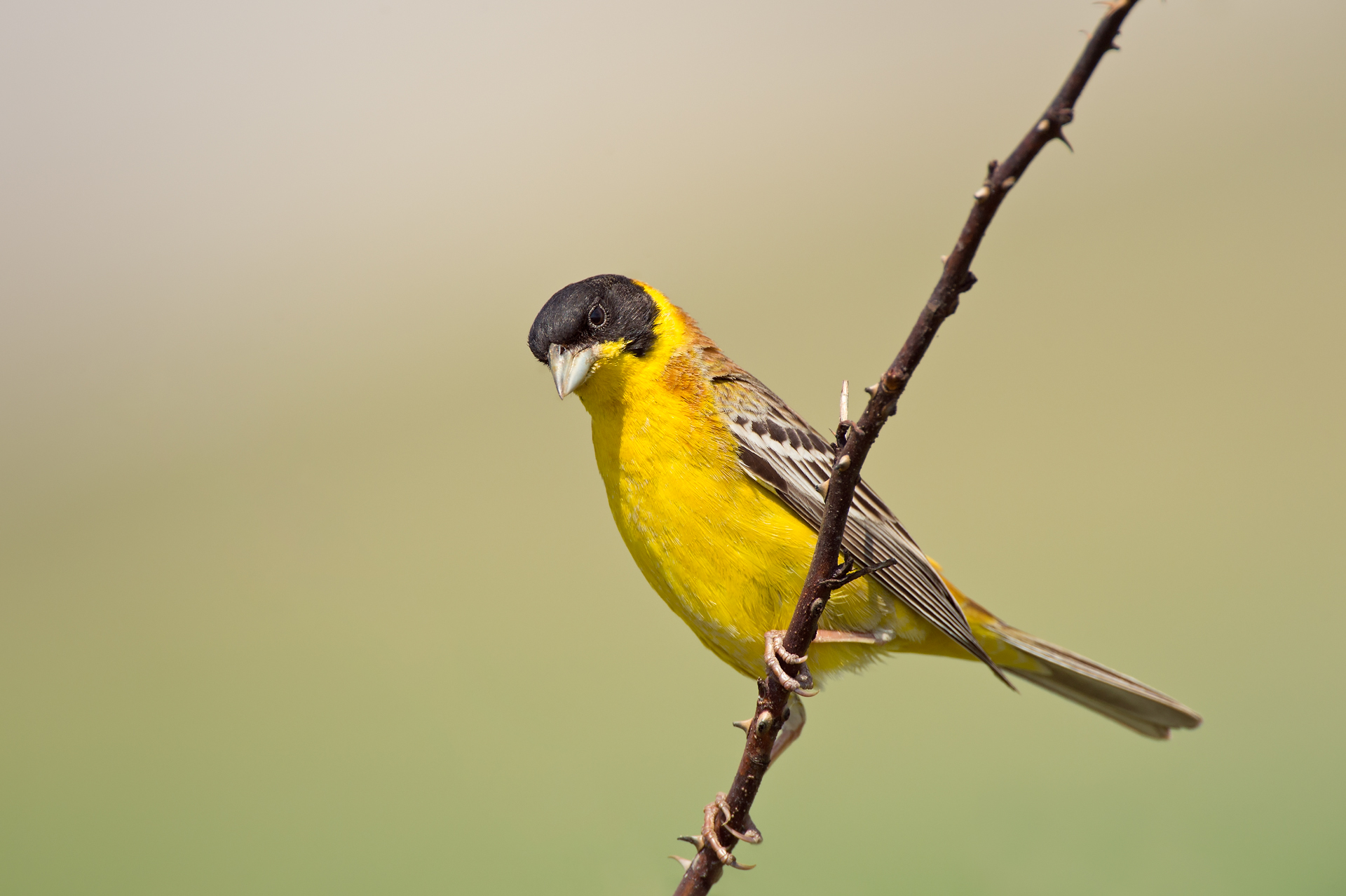 Black-headed Bunting