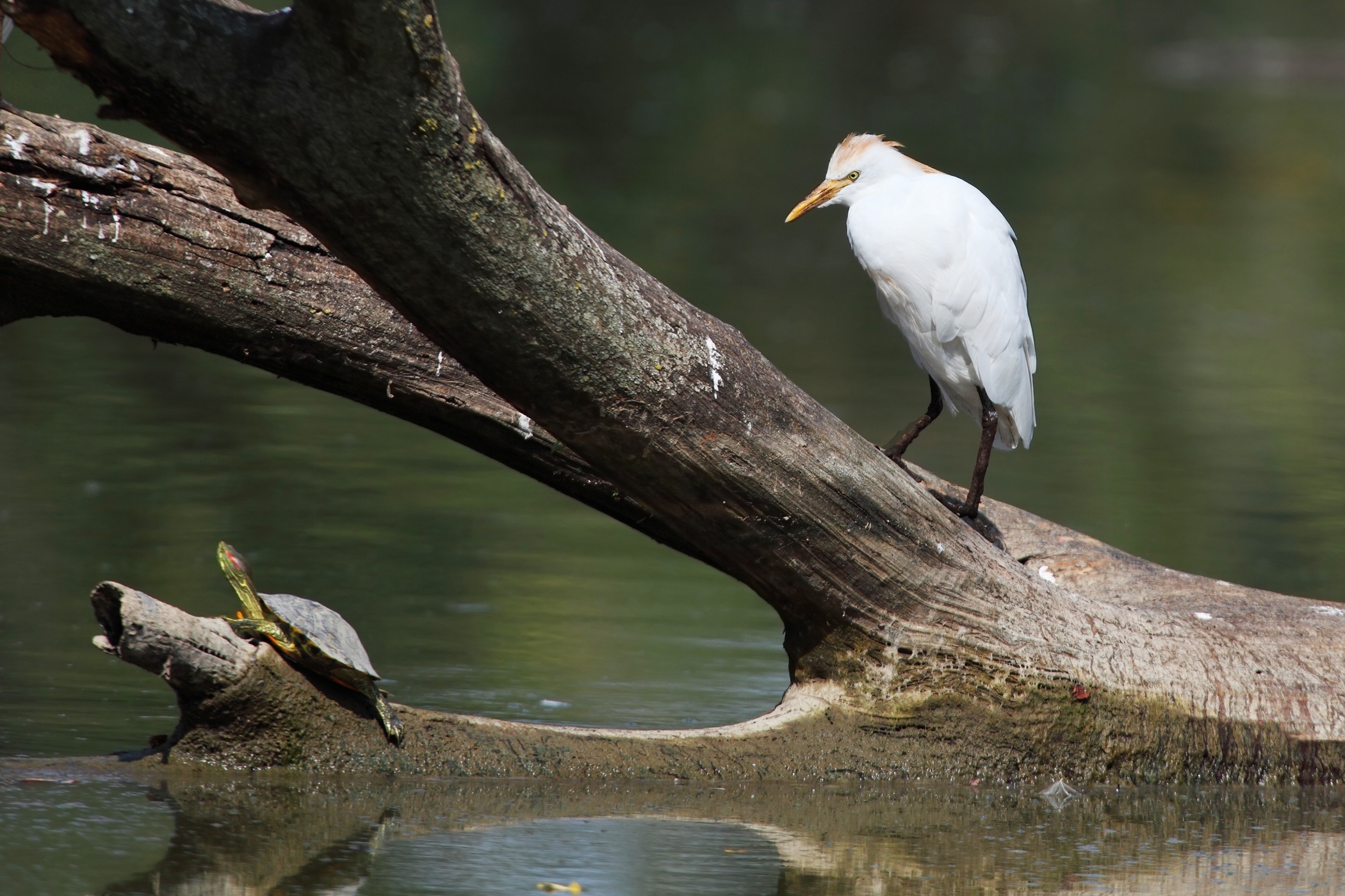 Vattene! Il posatoio è mio!!