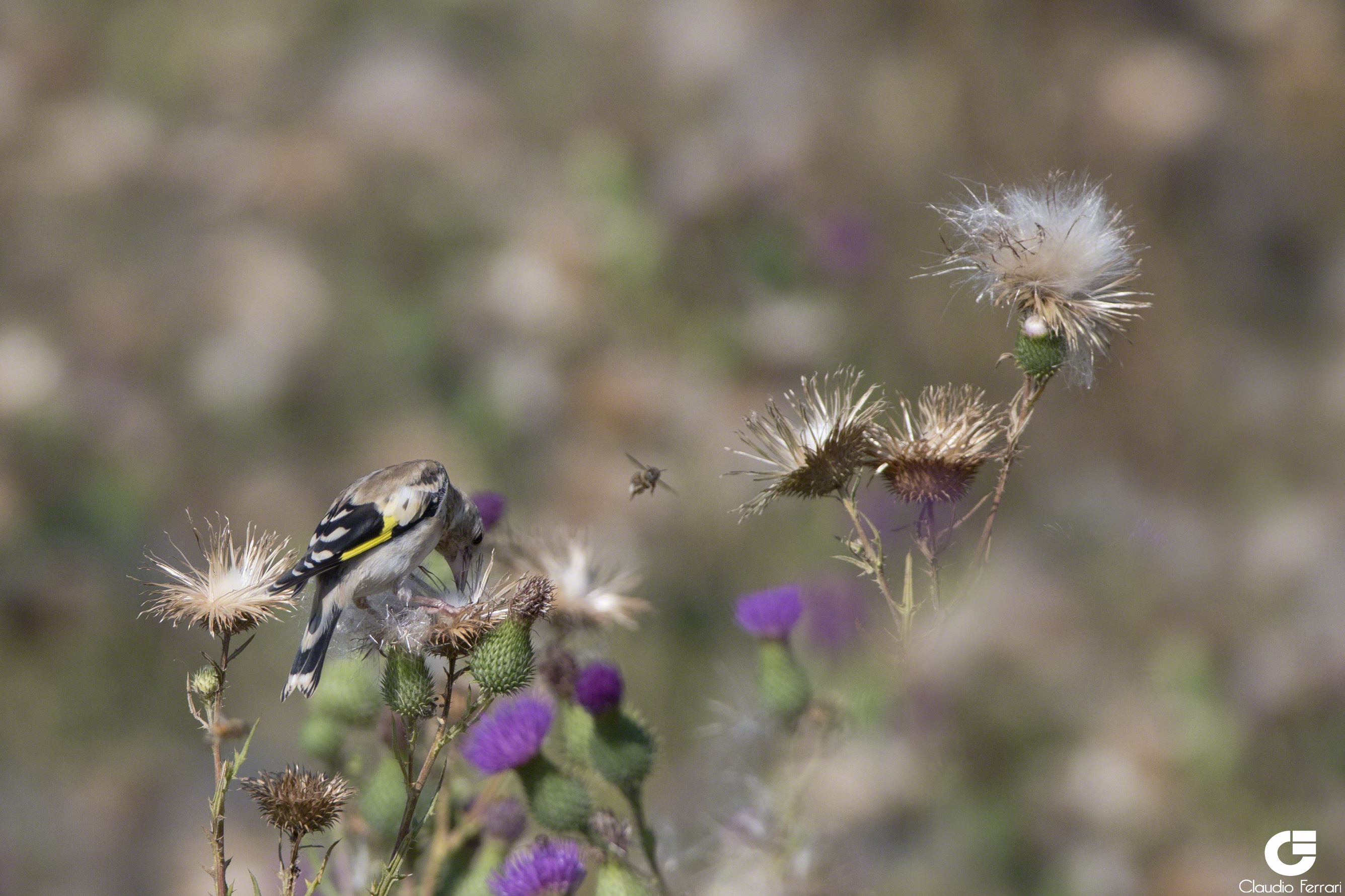 Goldfinch