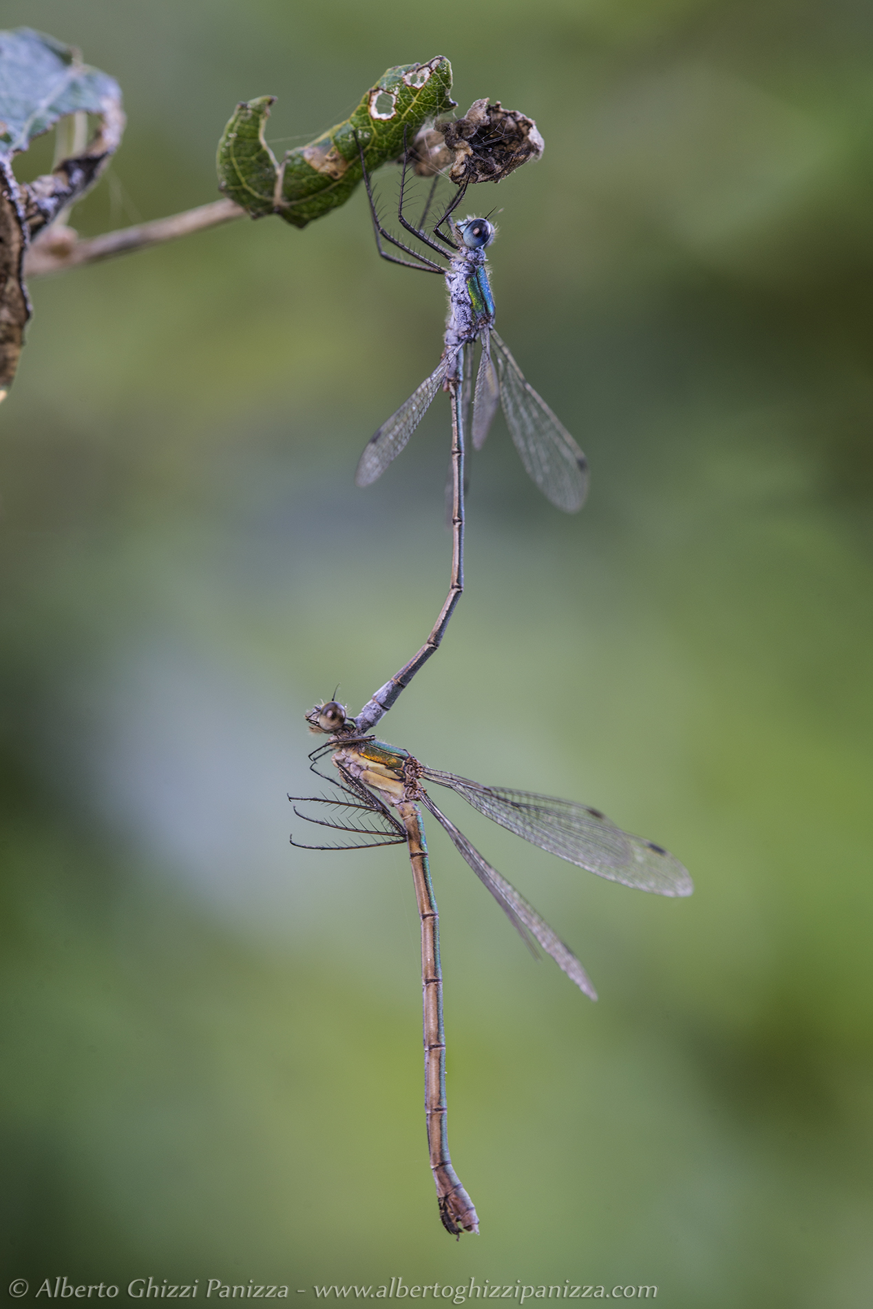 Famolo ancora più strano