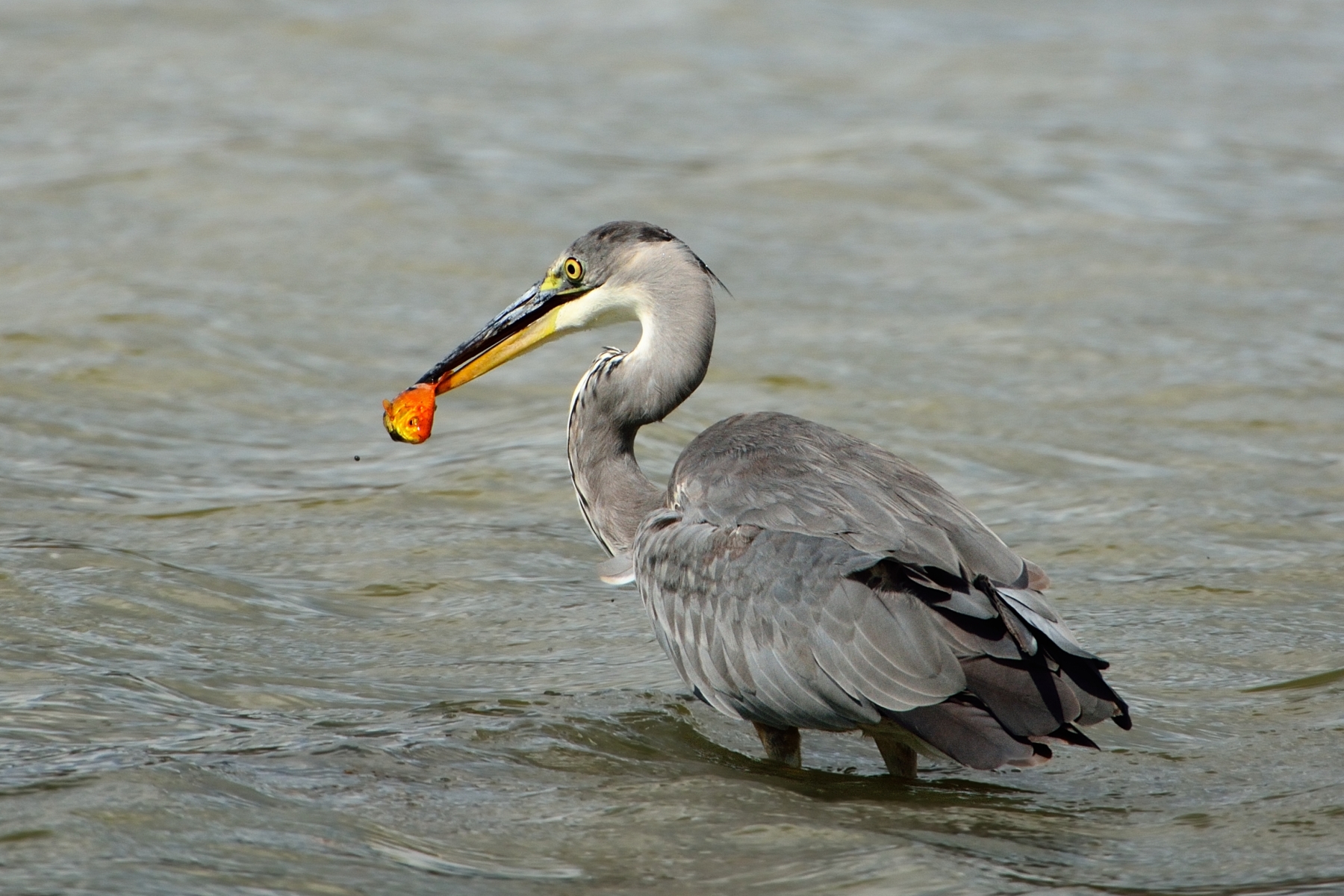 The Grey Heron Fishing