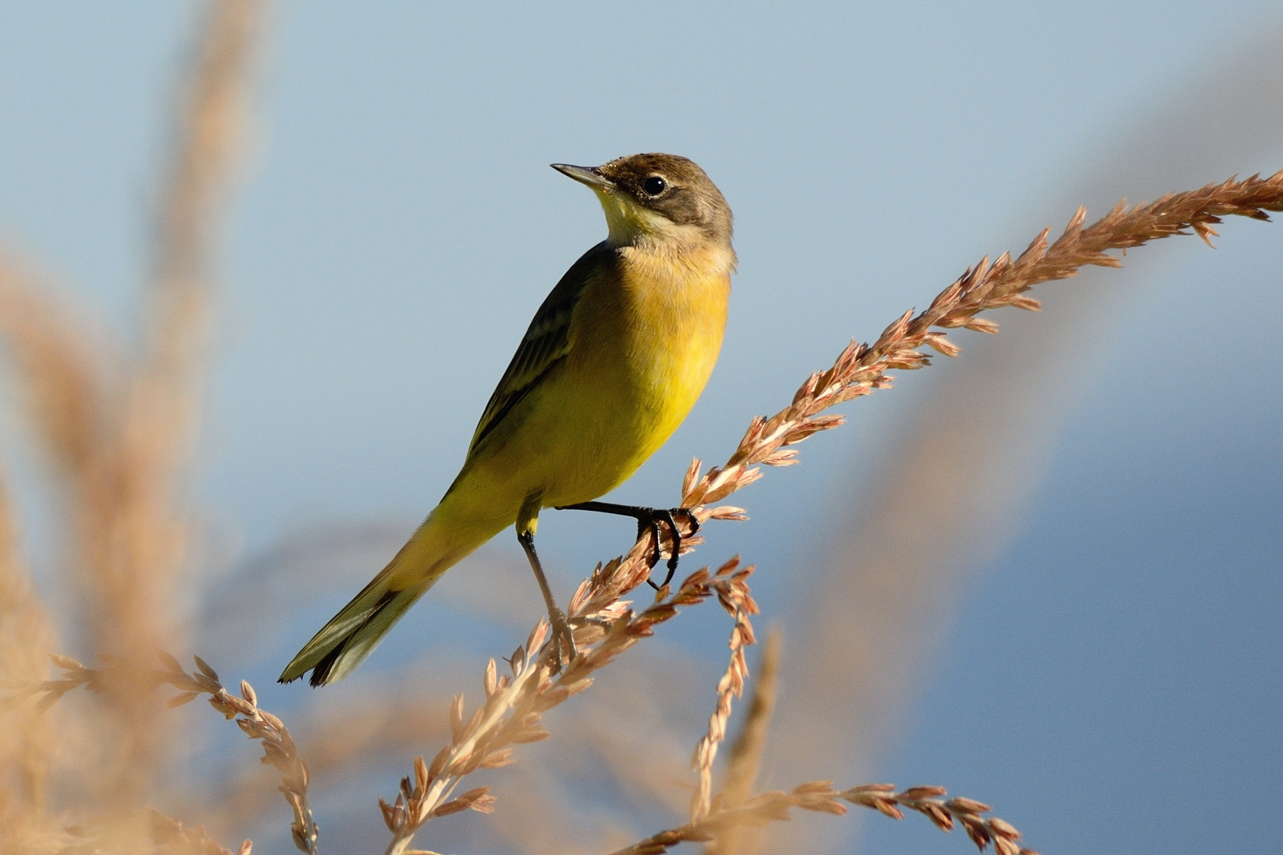 Cutrettola (Motacilla flava)