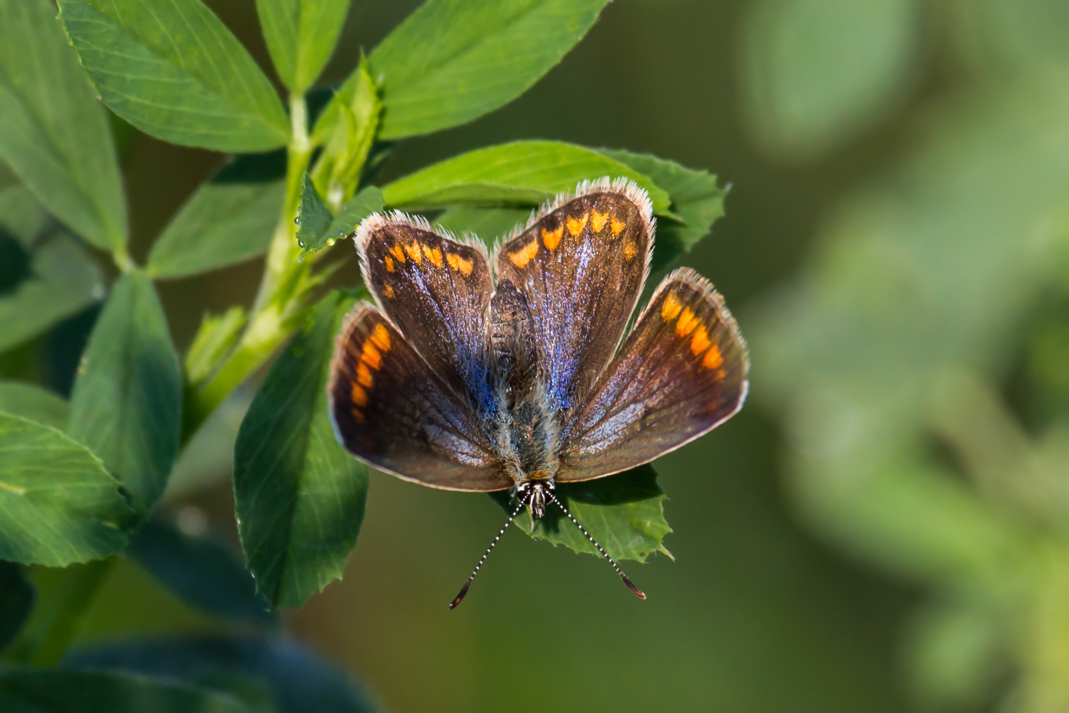Polyommatus icarus