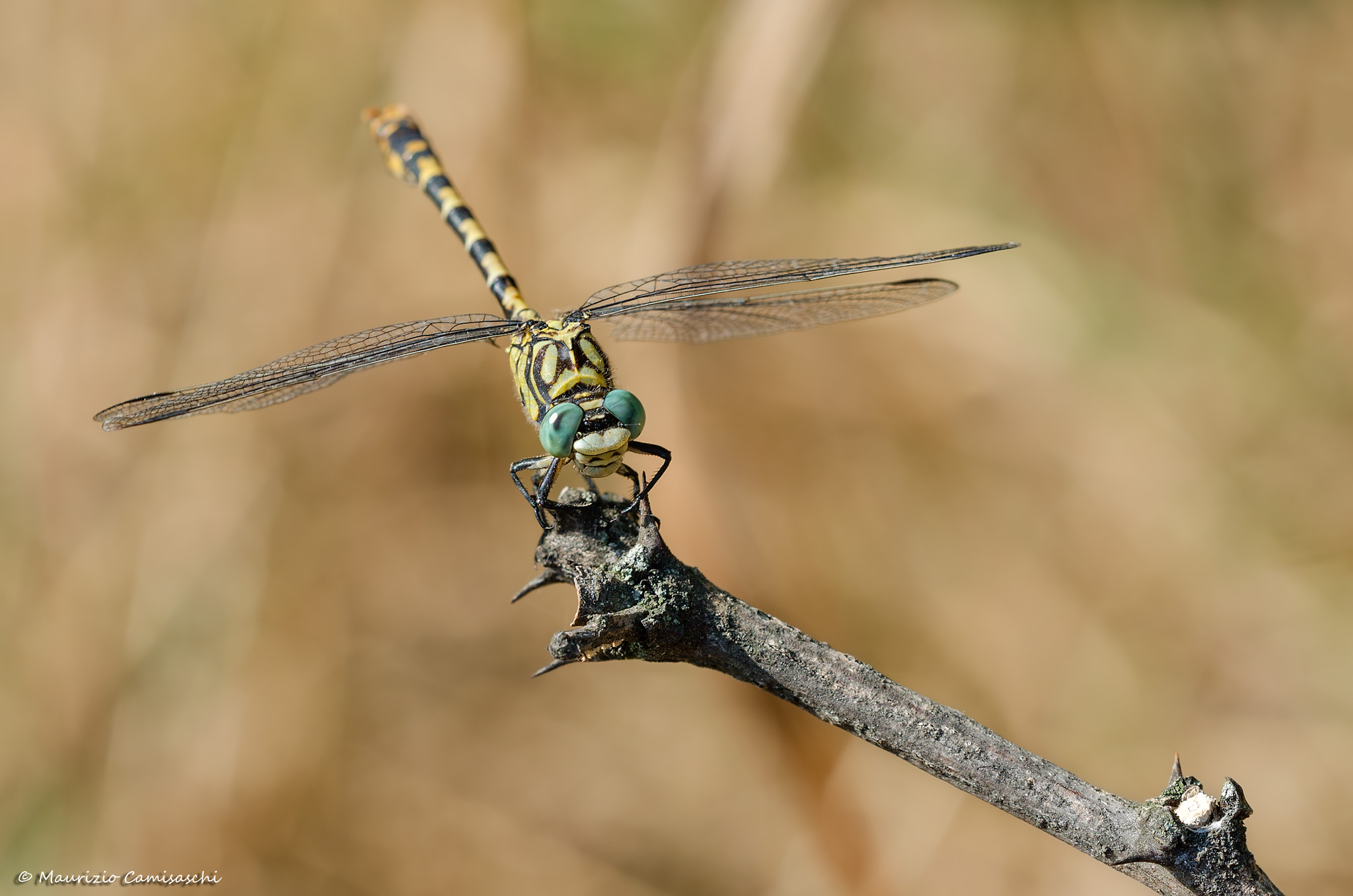 Onychogomphus forgipatus