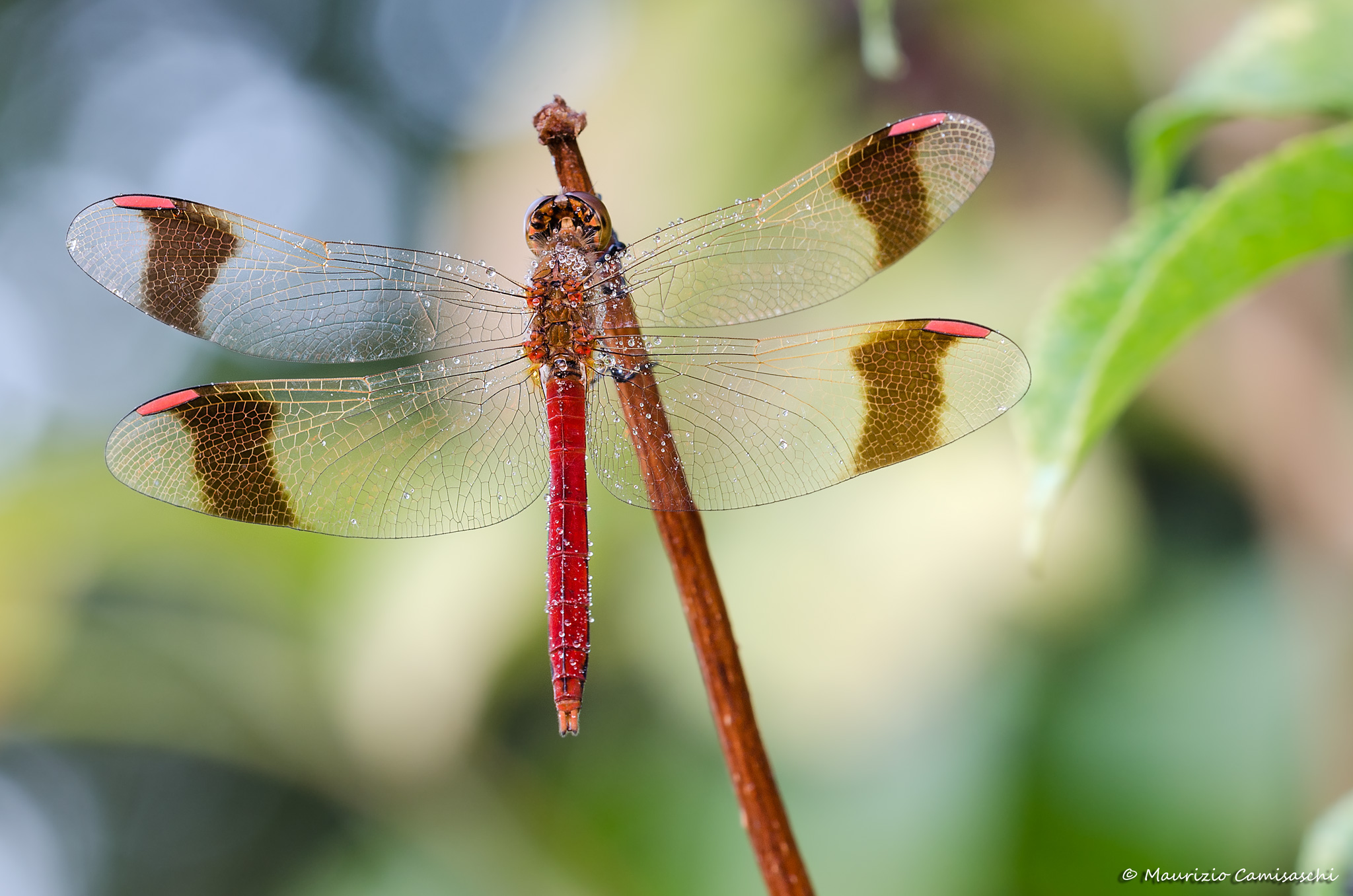 Sympetrum pedemontanum