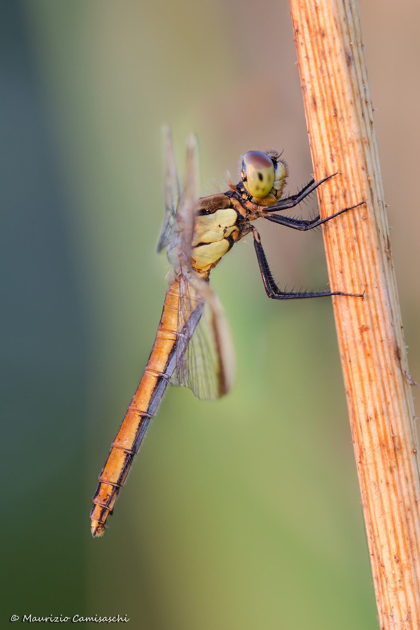 Sympetrum pedemontanum