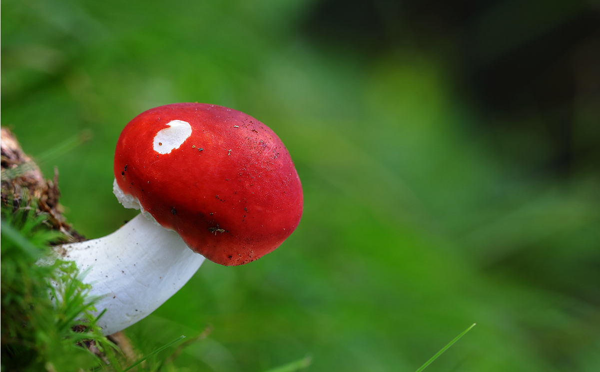 Russula persicina