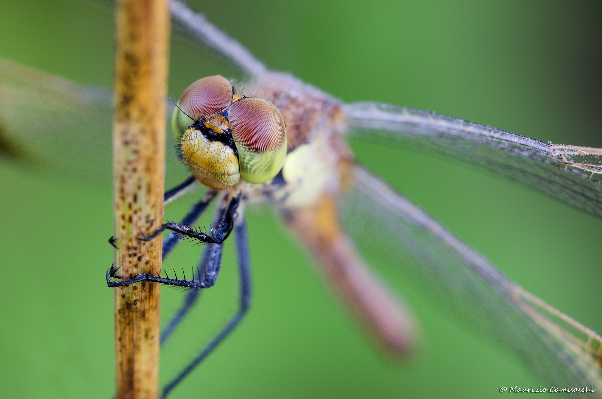 Portrait sympetrum