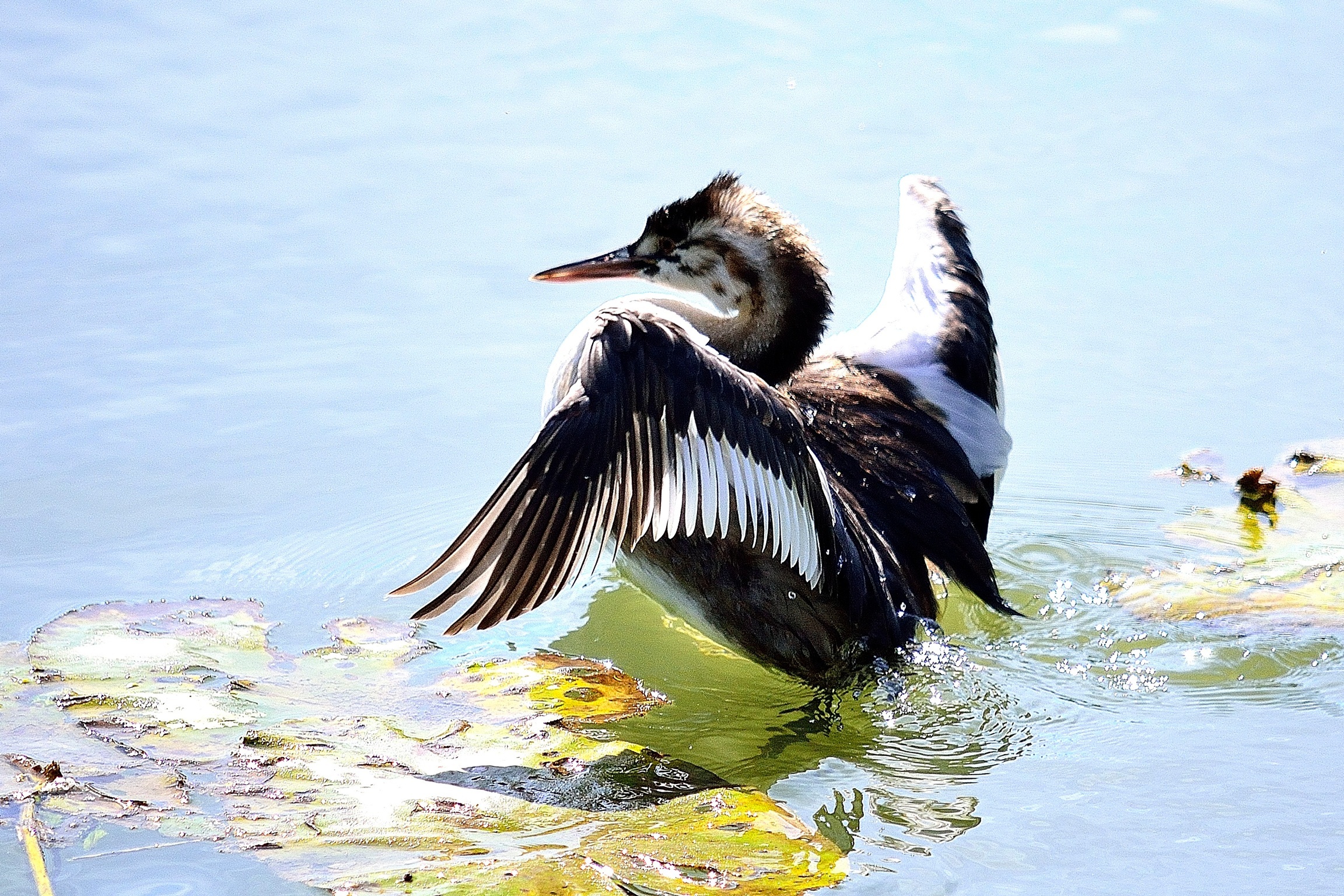 I piccoli svassi crescono in fretta