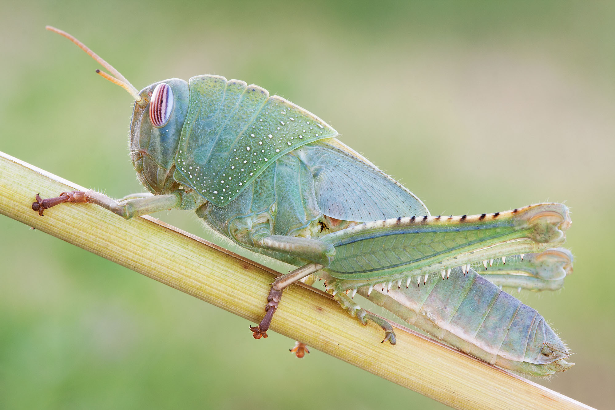Anacridium aegyptium