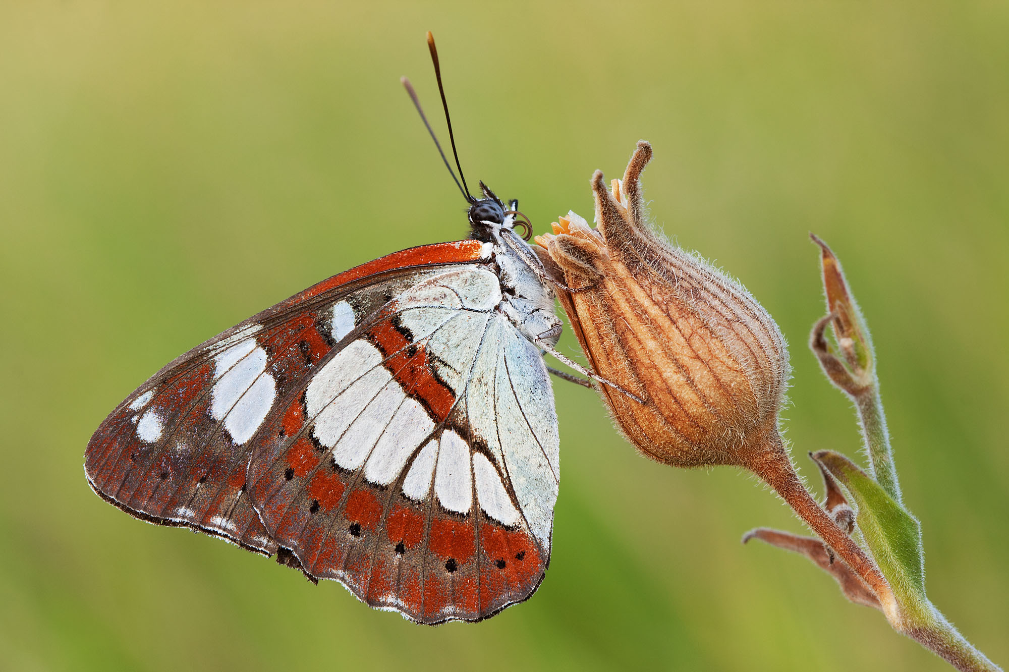 Limenitis reducta
