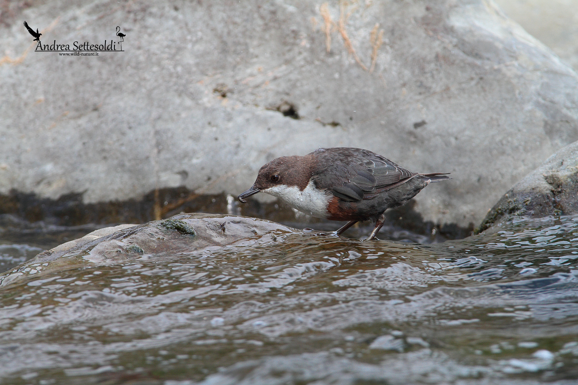 Merlo acquaiolo a pesca