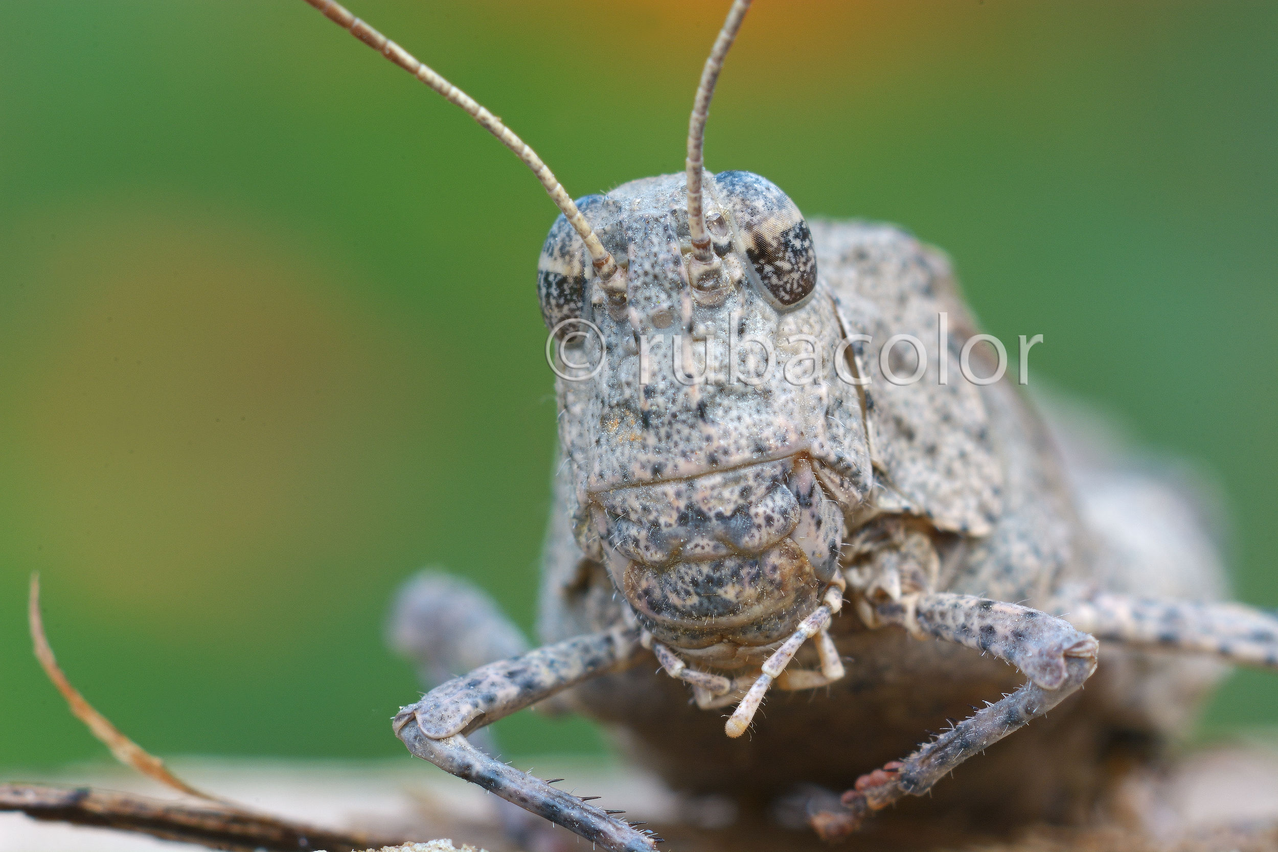 A gray grasshopper
