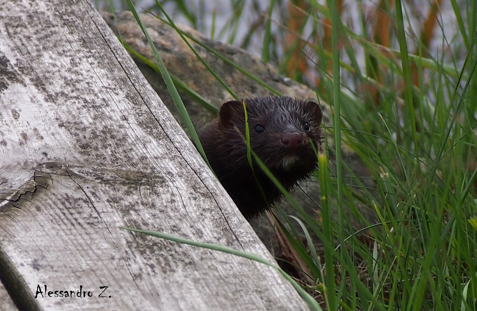 Hei tu..guardi me?!?