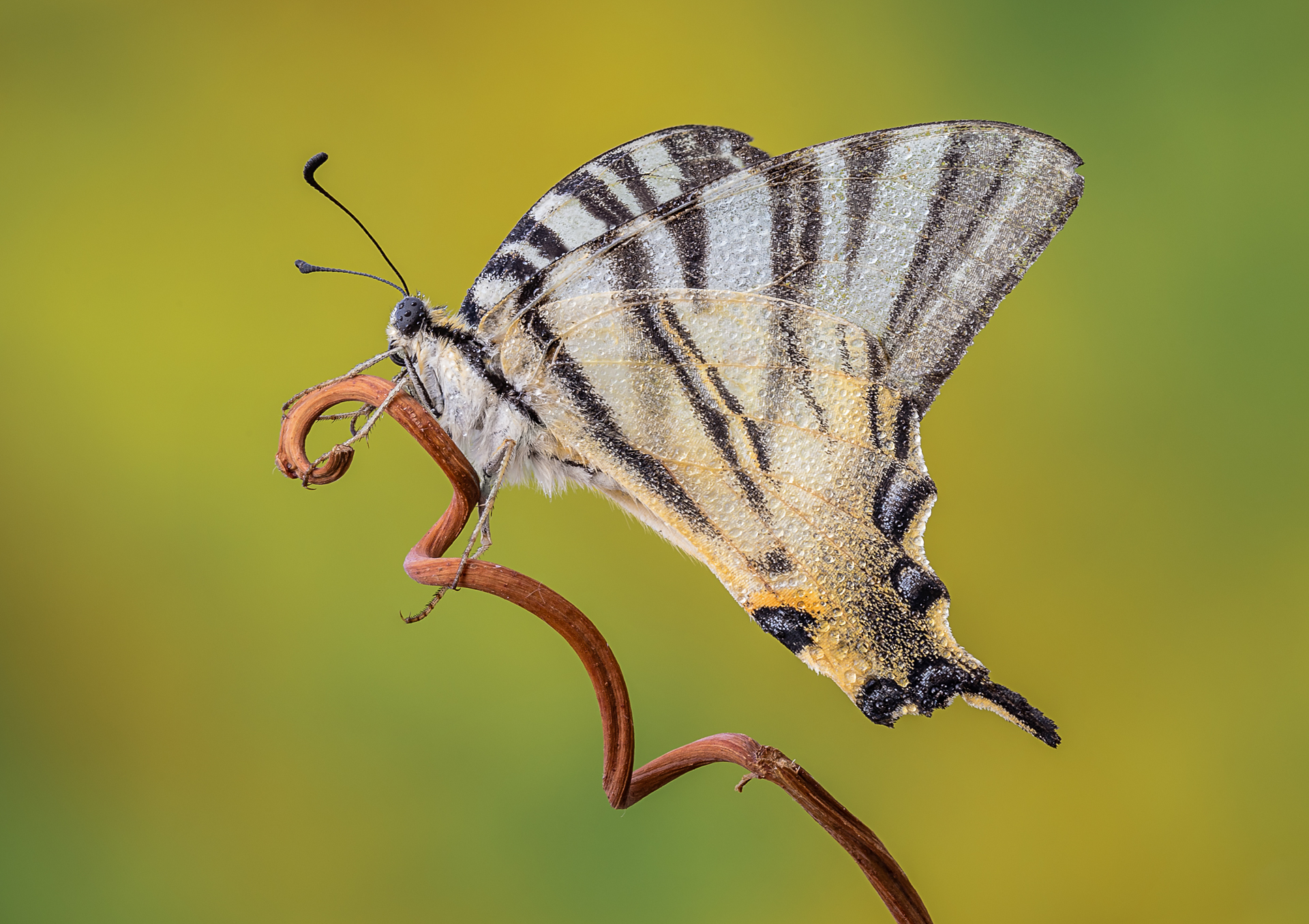 A Scarce Swallowtail ... lived!