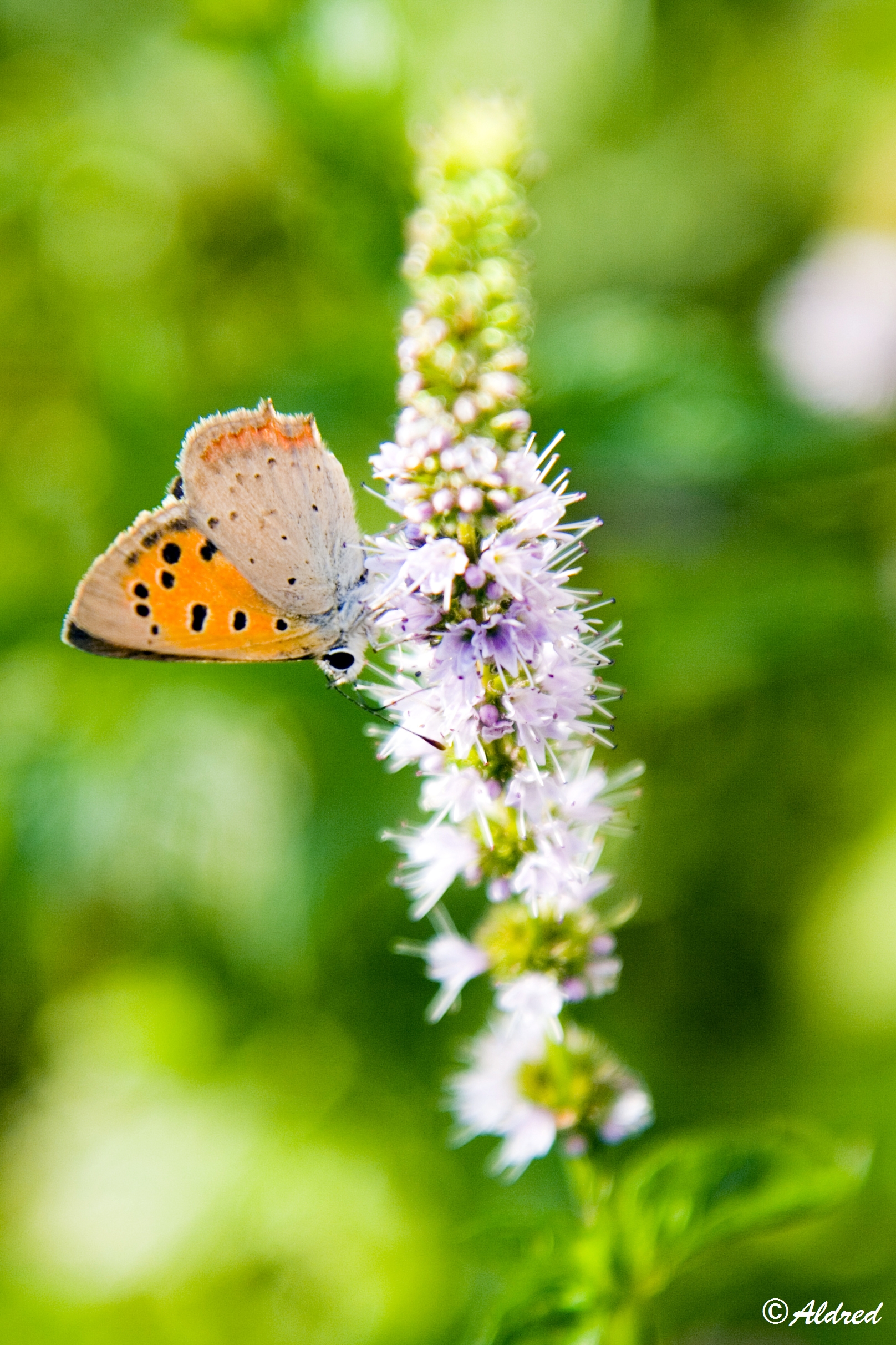 Testing macro without macro lens 2