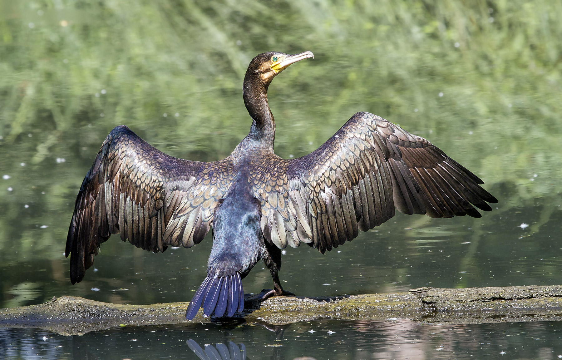 Esibizione del cormorano....