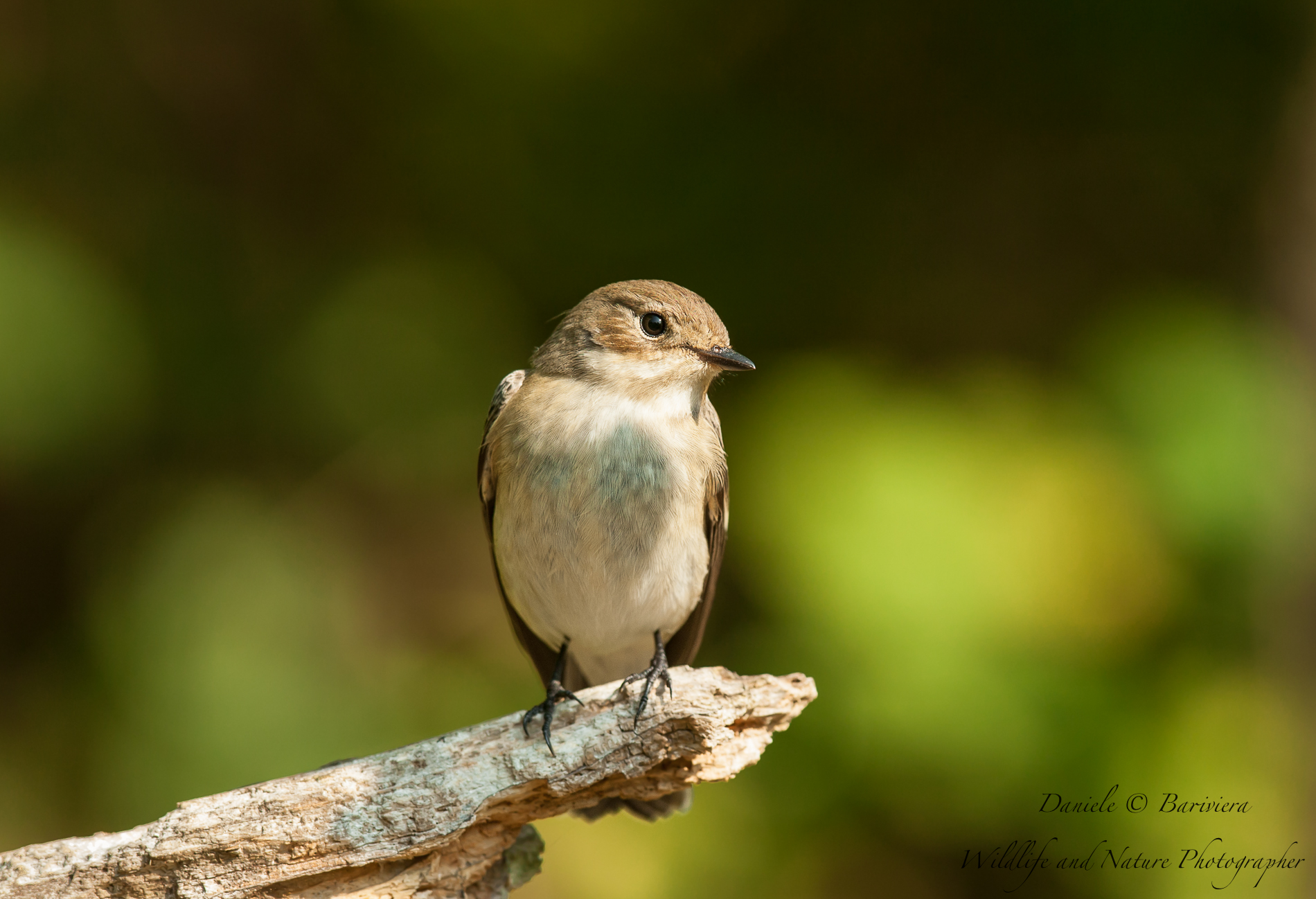 Balia nera (femmina)