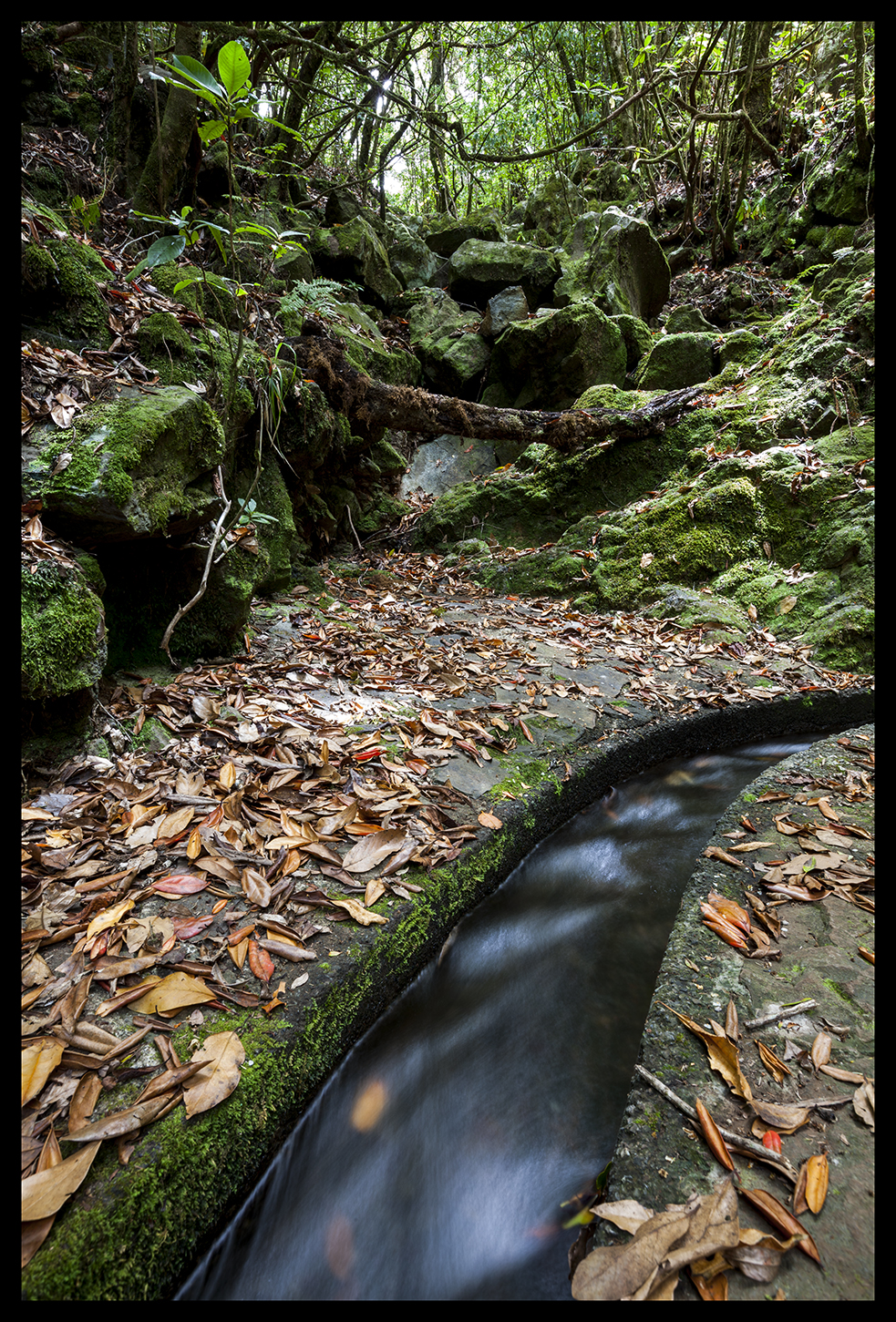 Levada Madeira