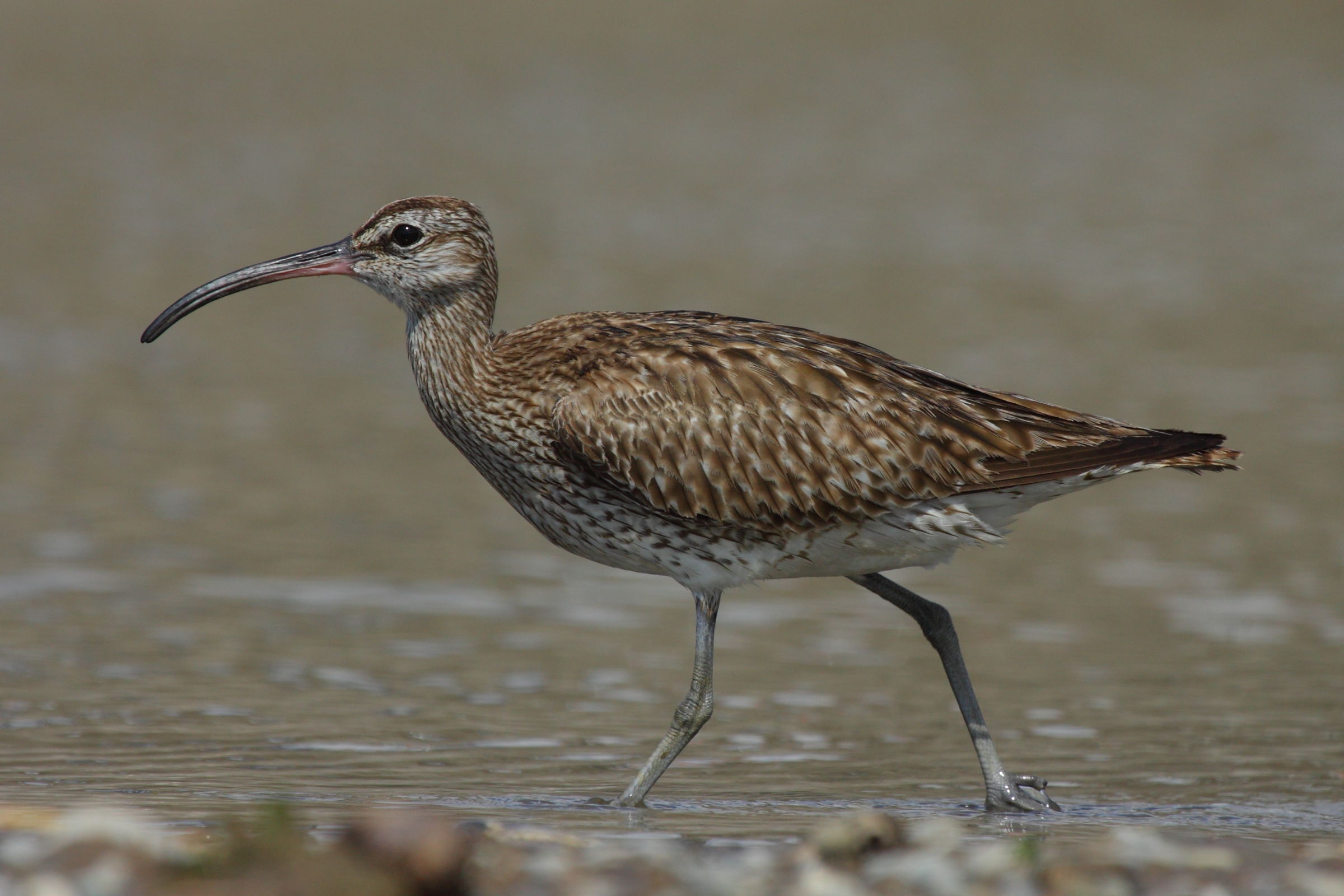 Whimbrel