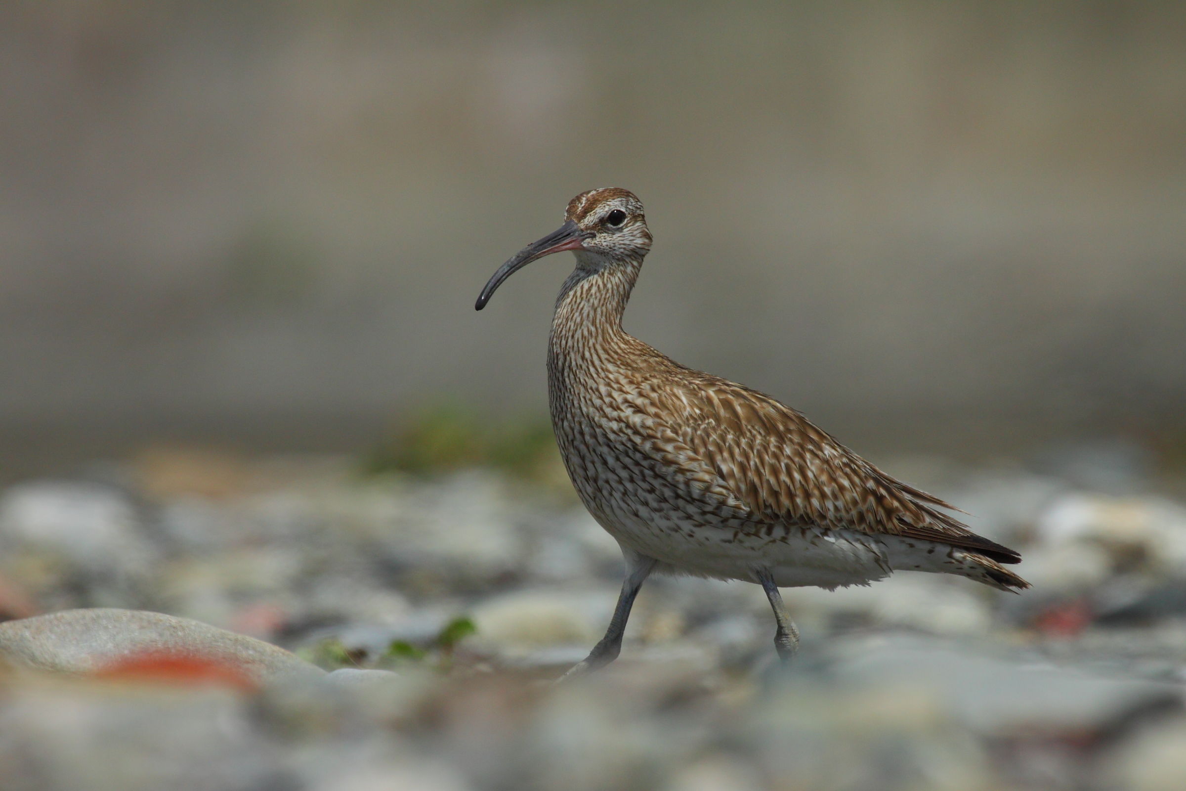 Whimbrel