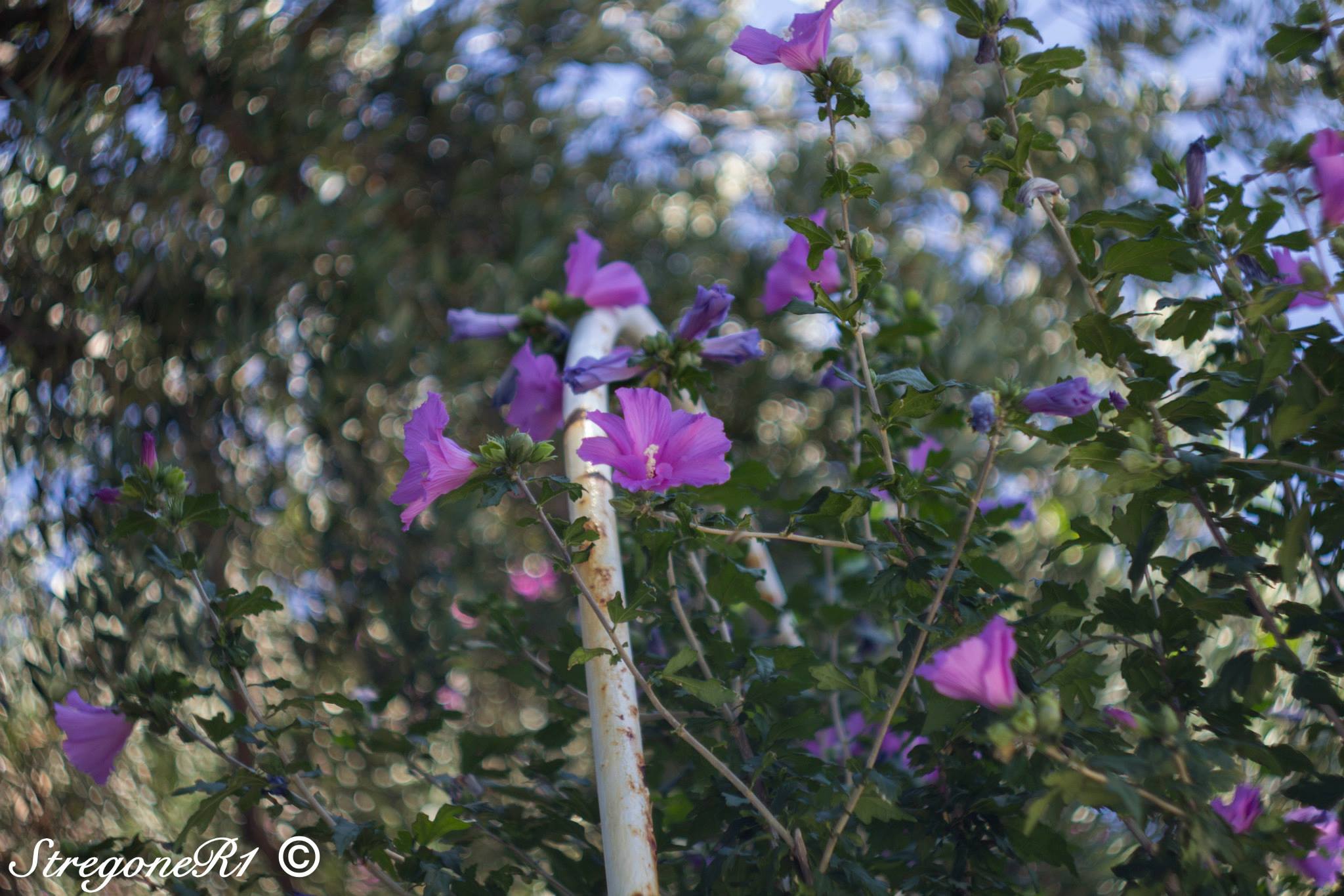 Helios 44 M42 Lens (58mm f/2)