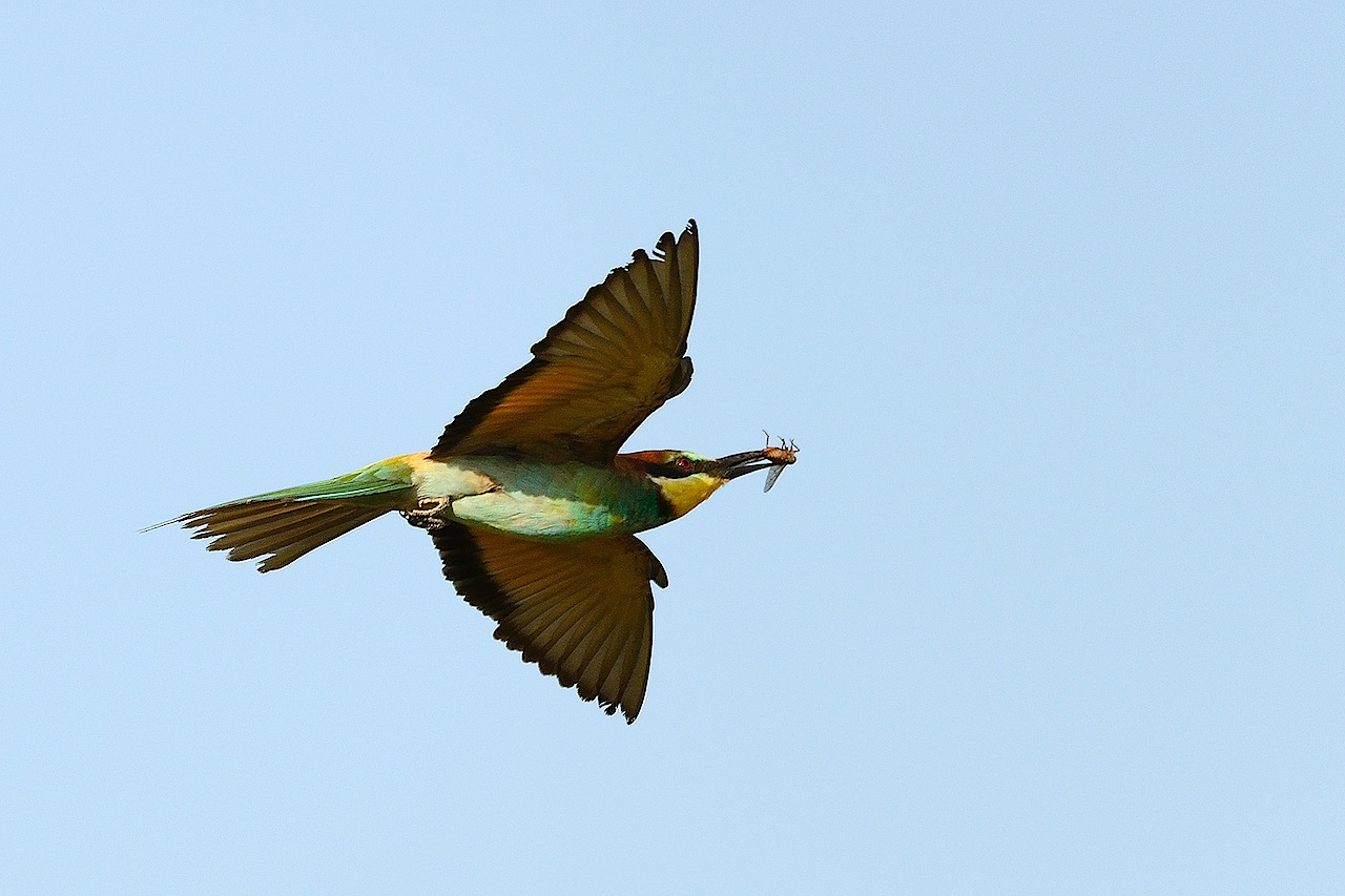 procacciatore di cibo (gruccione)