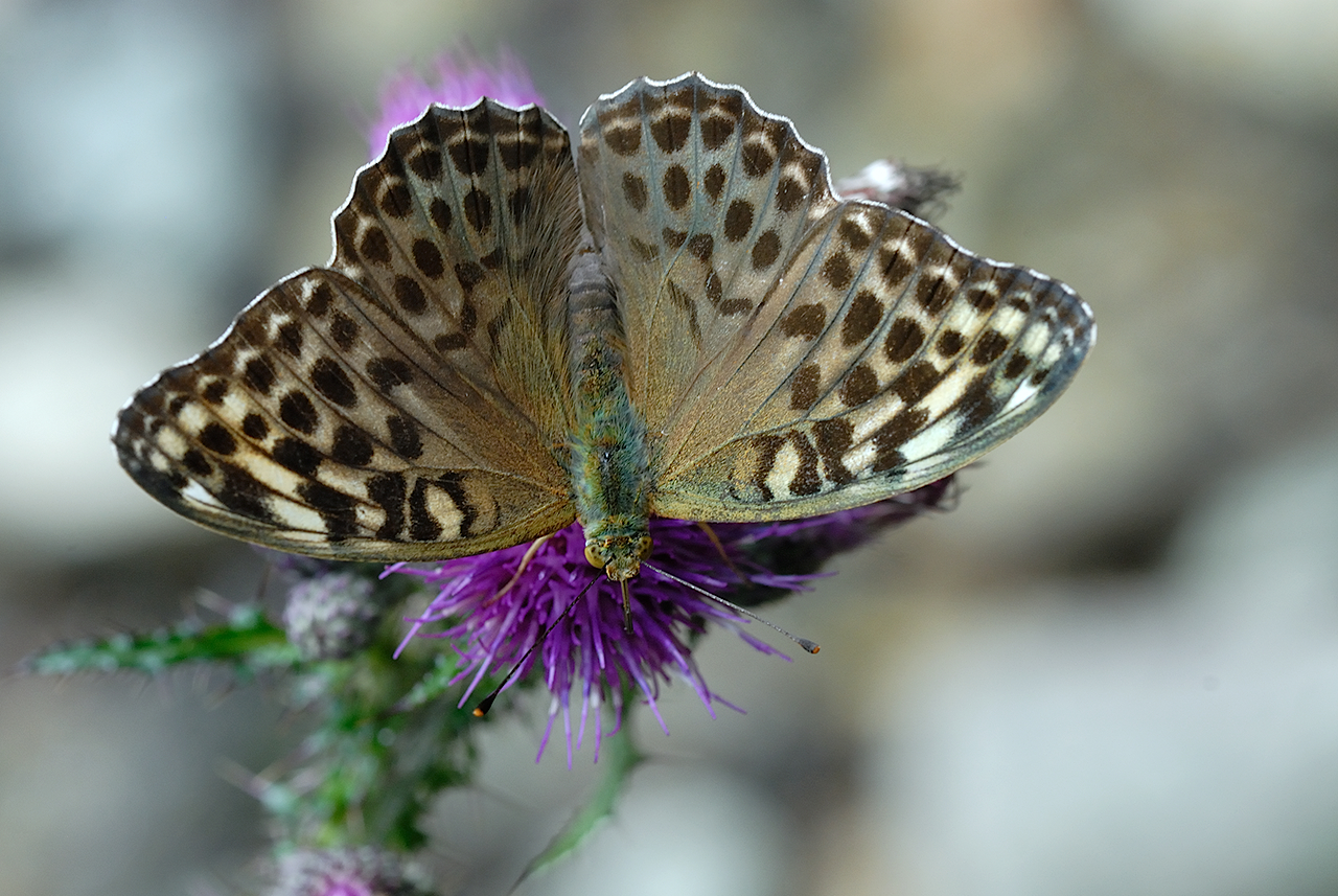 arginnis paphia (form valesina)