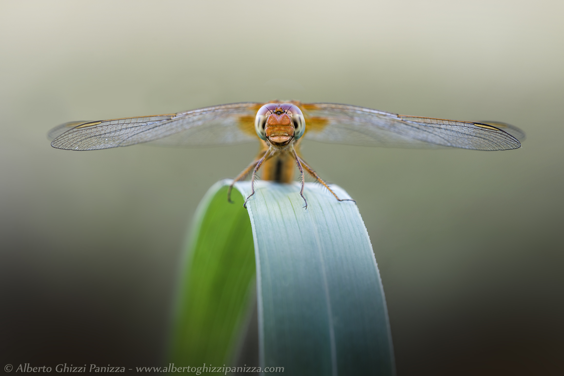 Dragonfly one ready to take off