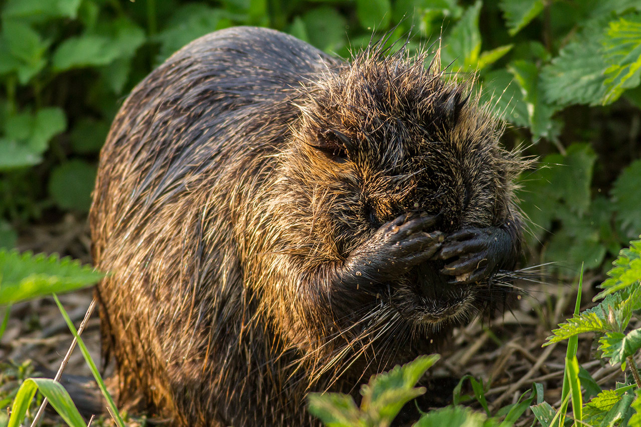 The ridges are all the rage!