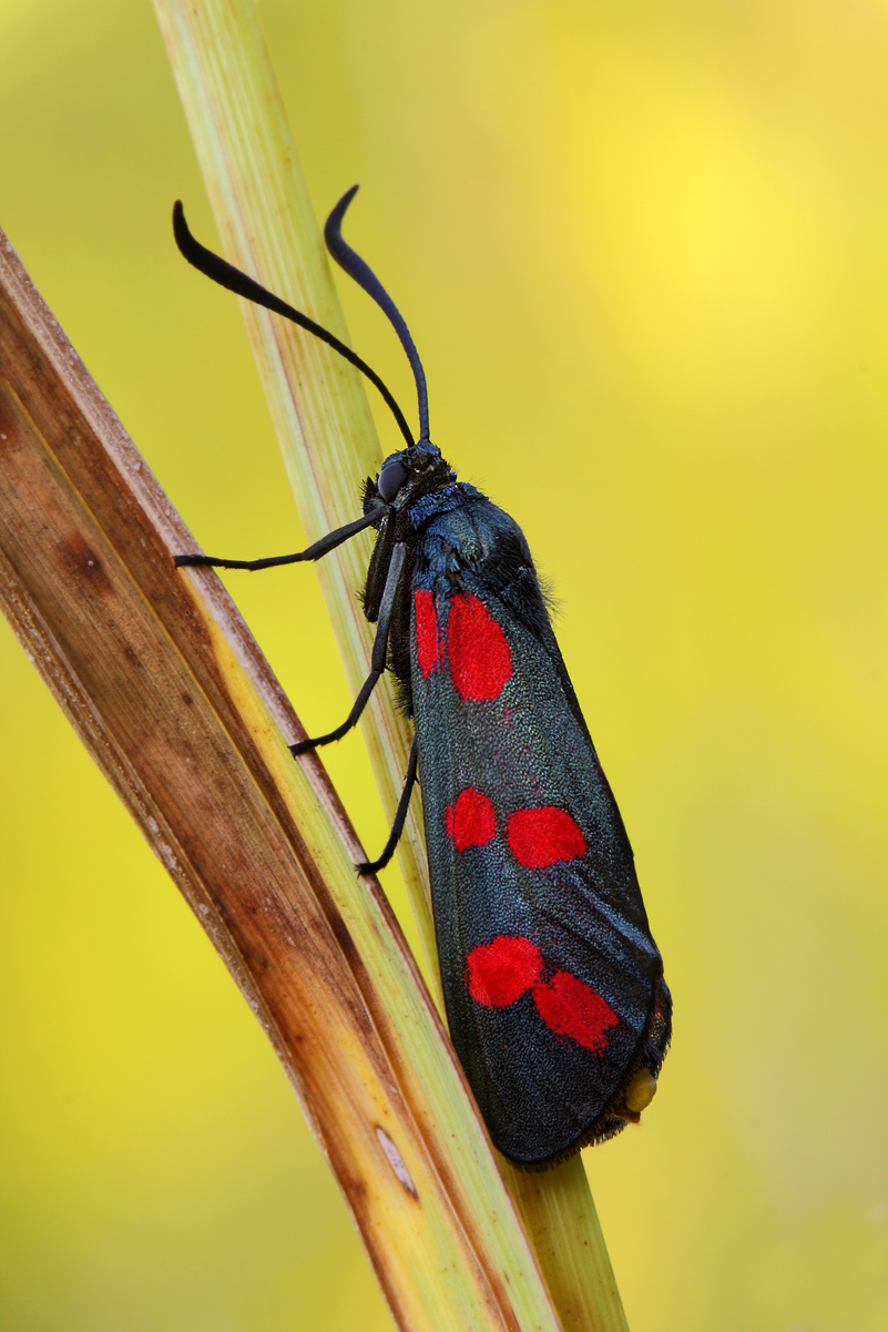 Zygaena Filipendulae