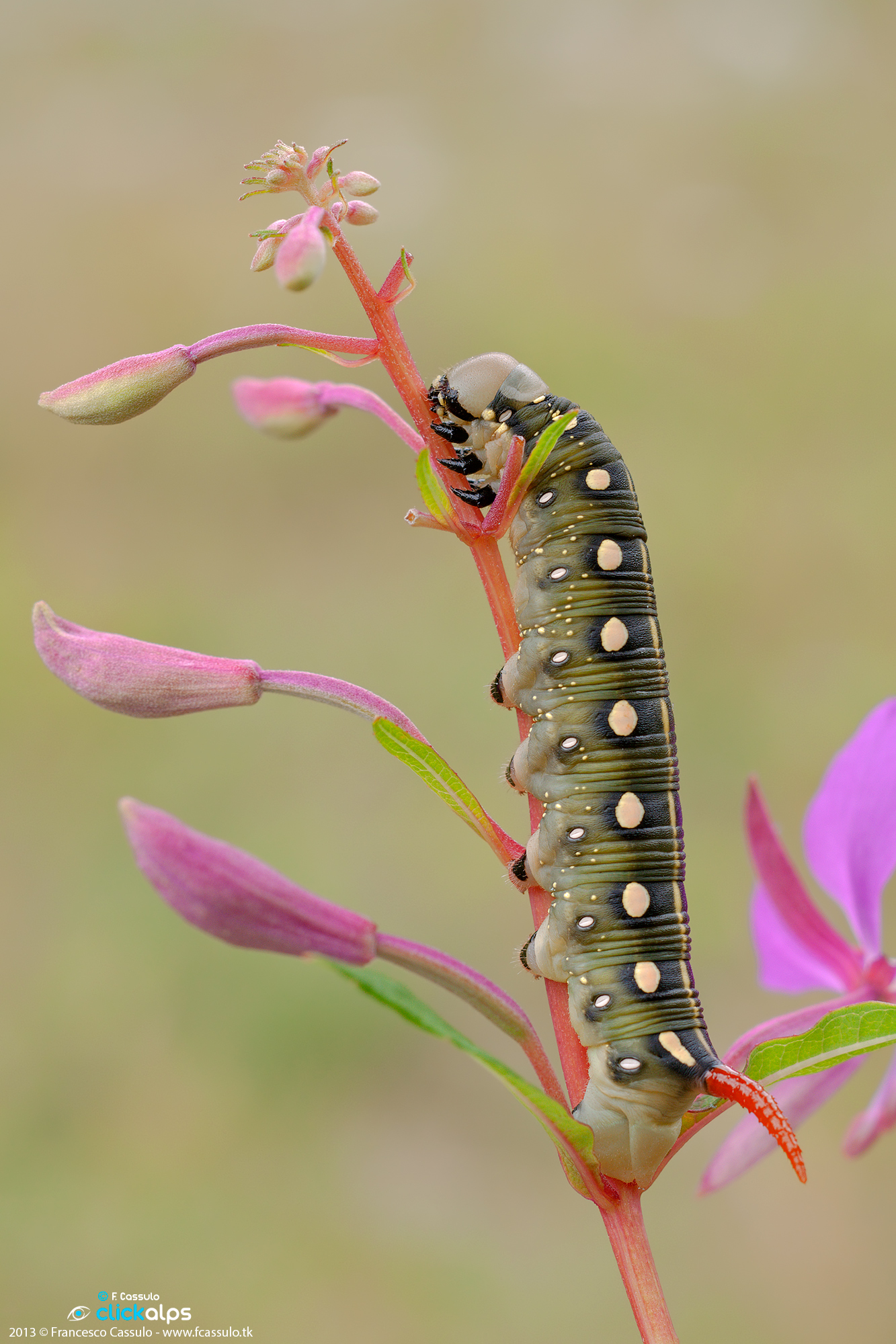 Hyles vespertilio (Esper, 1793)