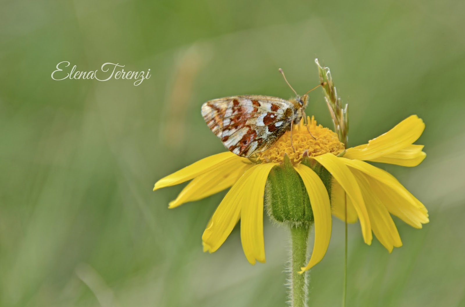 farfalla su fiore giallo