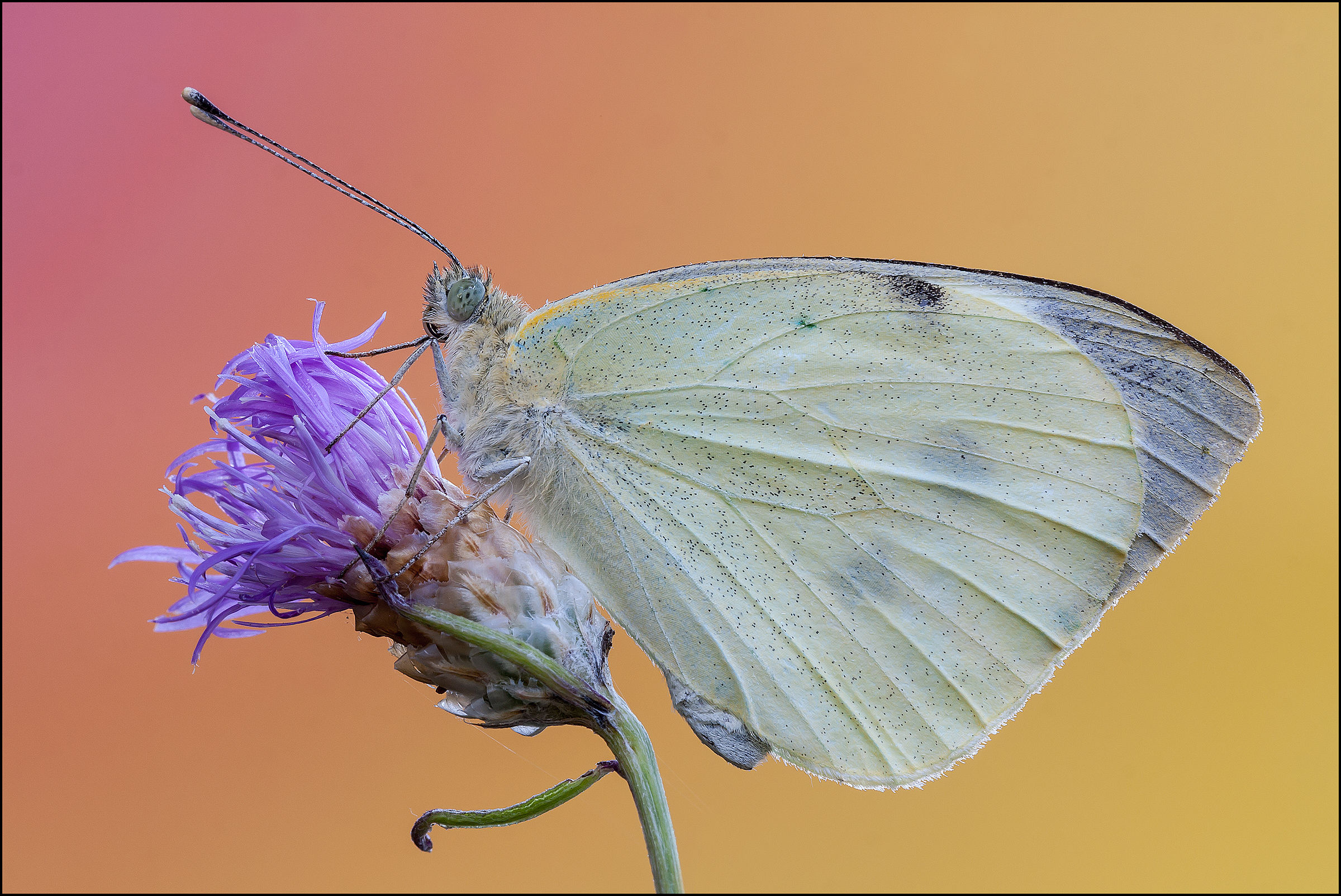 Pieris brassicae