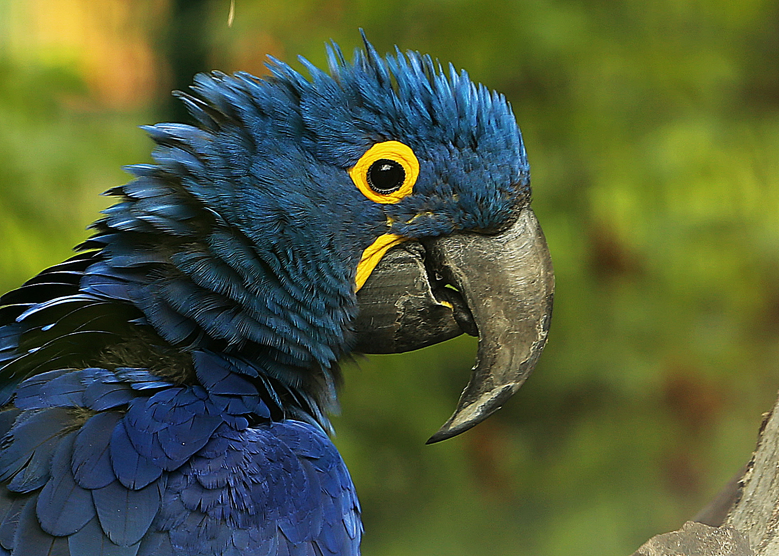 blue macaw